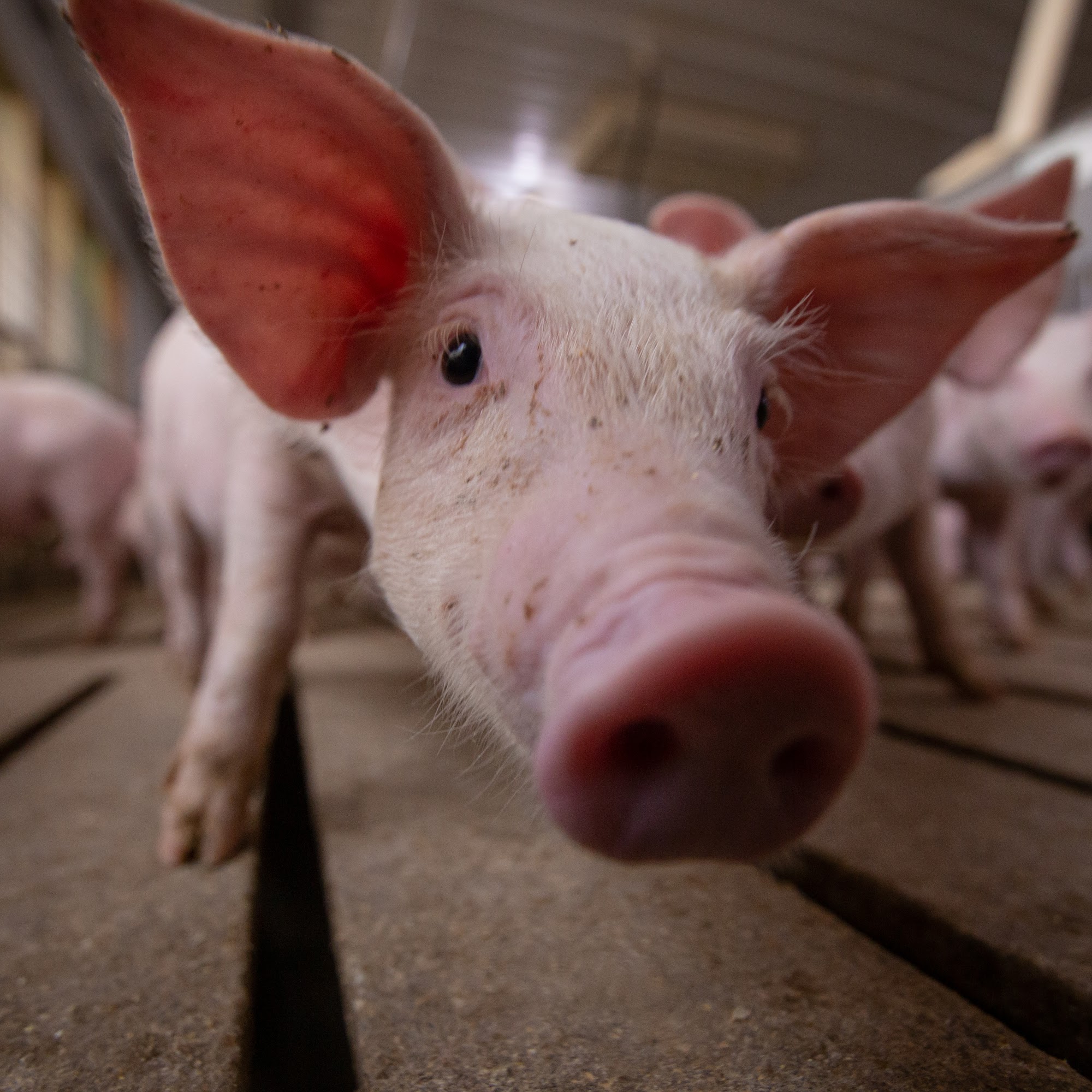 Pipestone Veterinary Services of Orange City Orange City