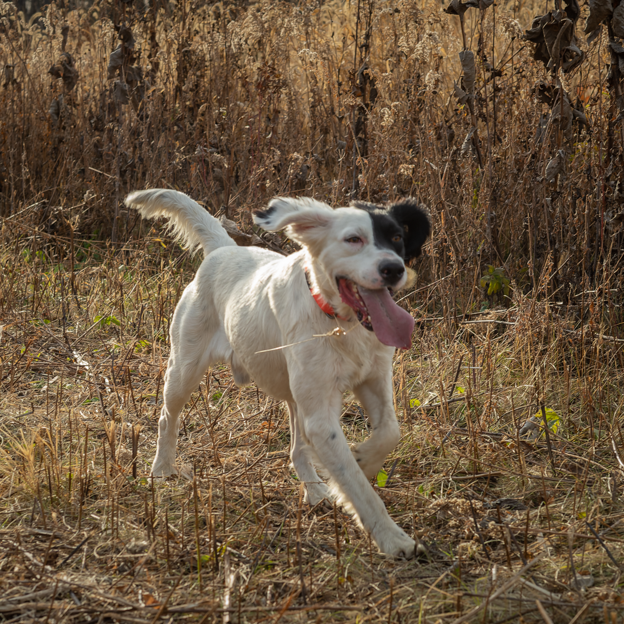 Boyt Harness Company