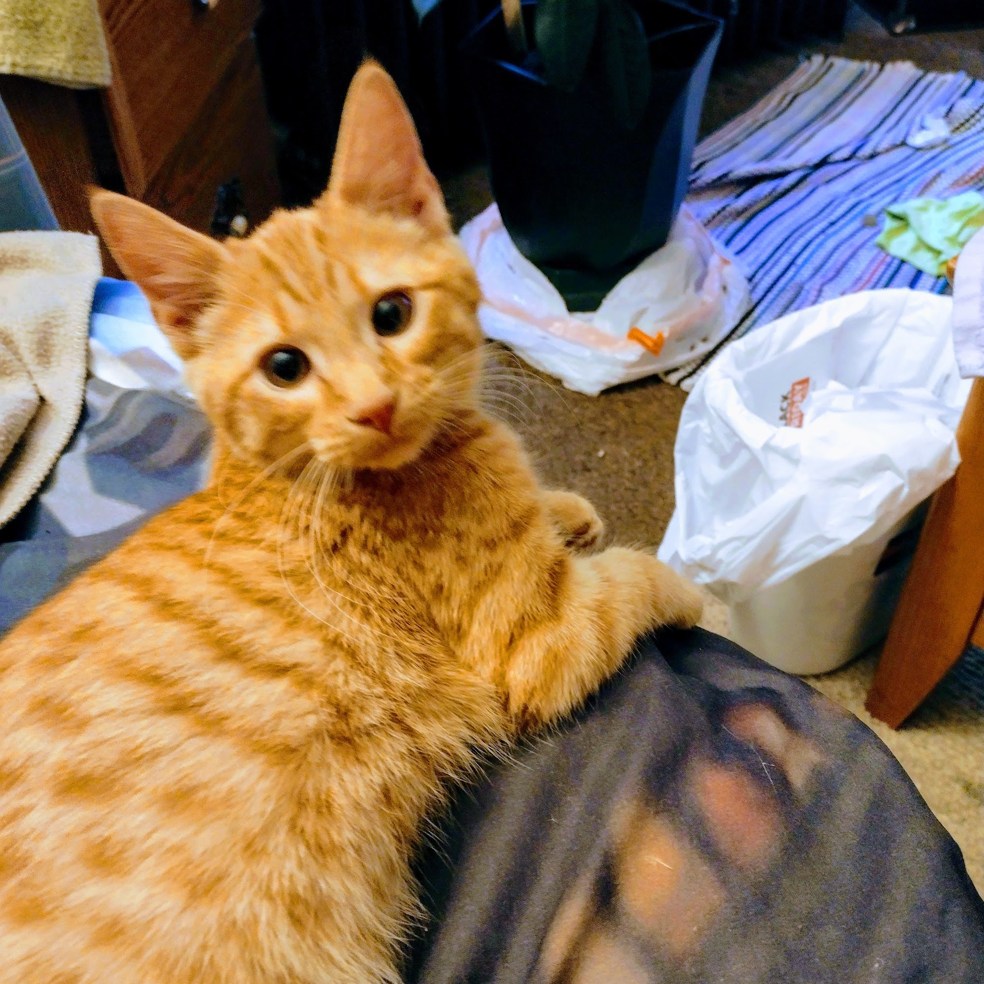 Mahaska Veterinary Clinic Oskaloosa