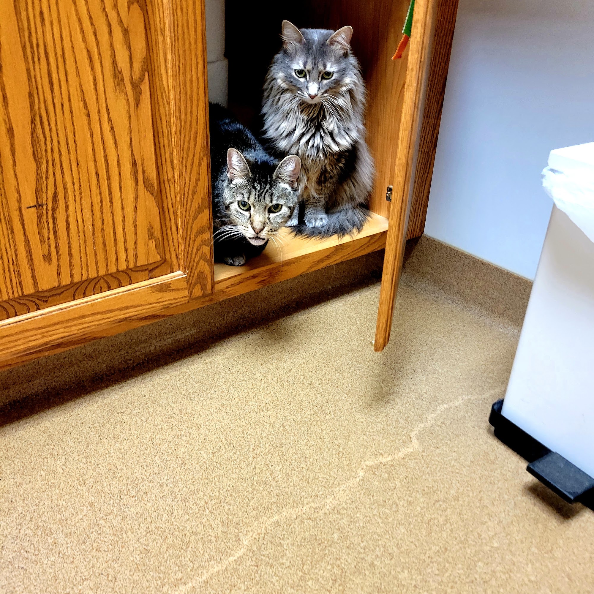 Oskaloosa Small Animal Veterinary Clinic Oskaloosa