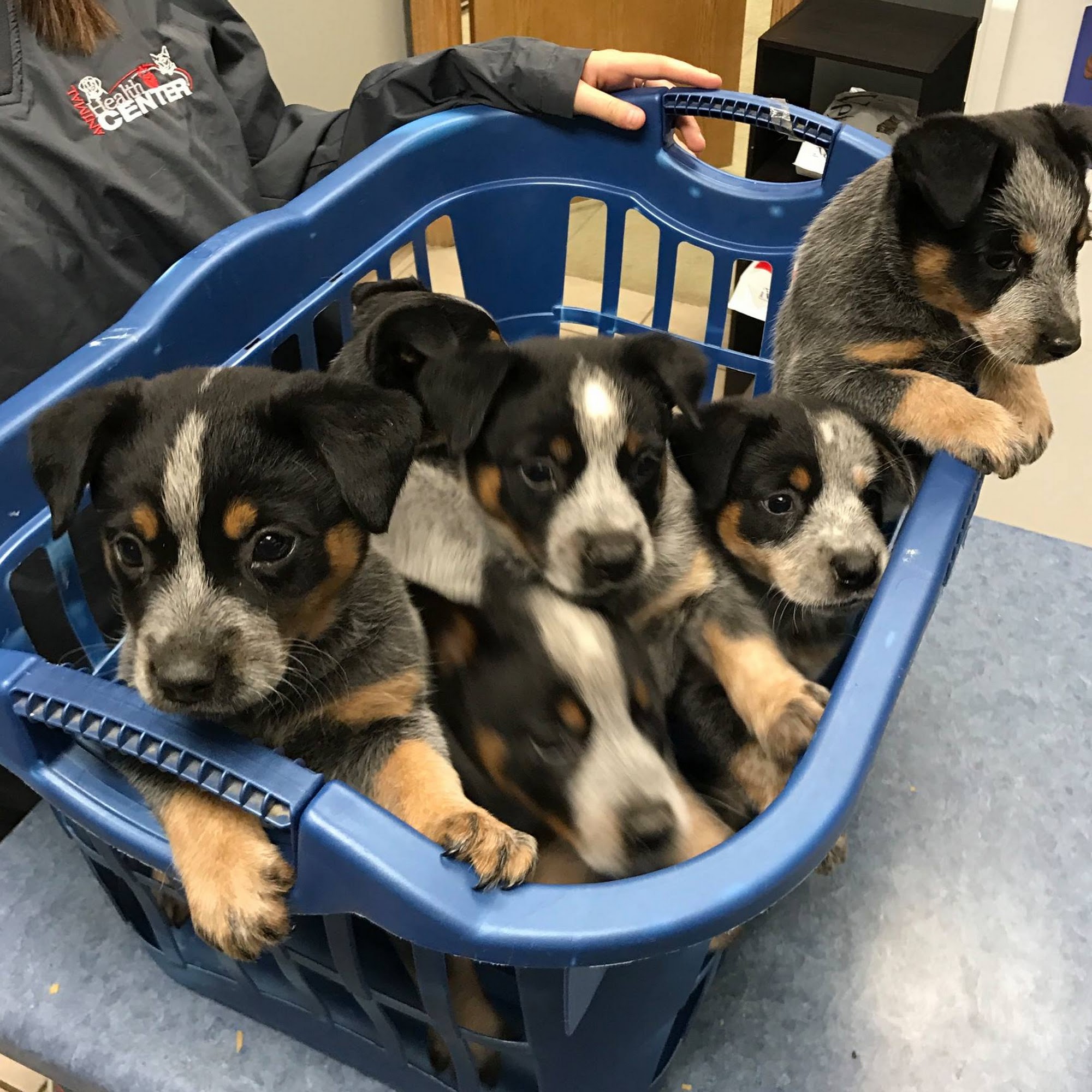 Animal Health Center of Oskaloosa Oskaloosa