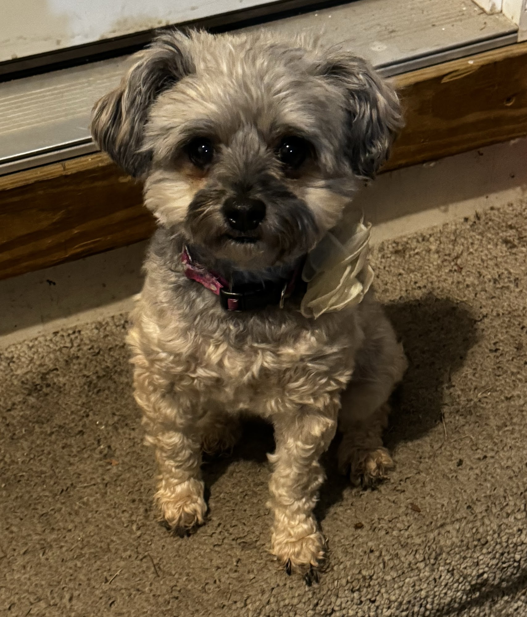 Tallman Jan R DVM 11596 Bladensburg Rd, Ottumwa Iowa 52501