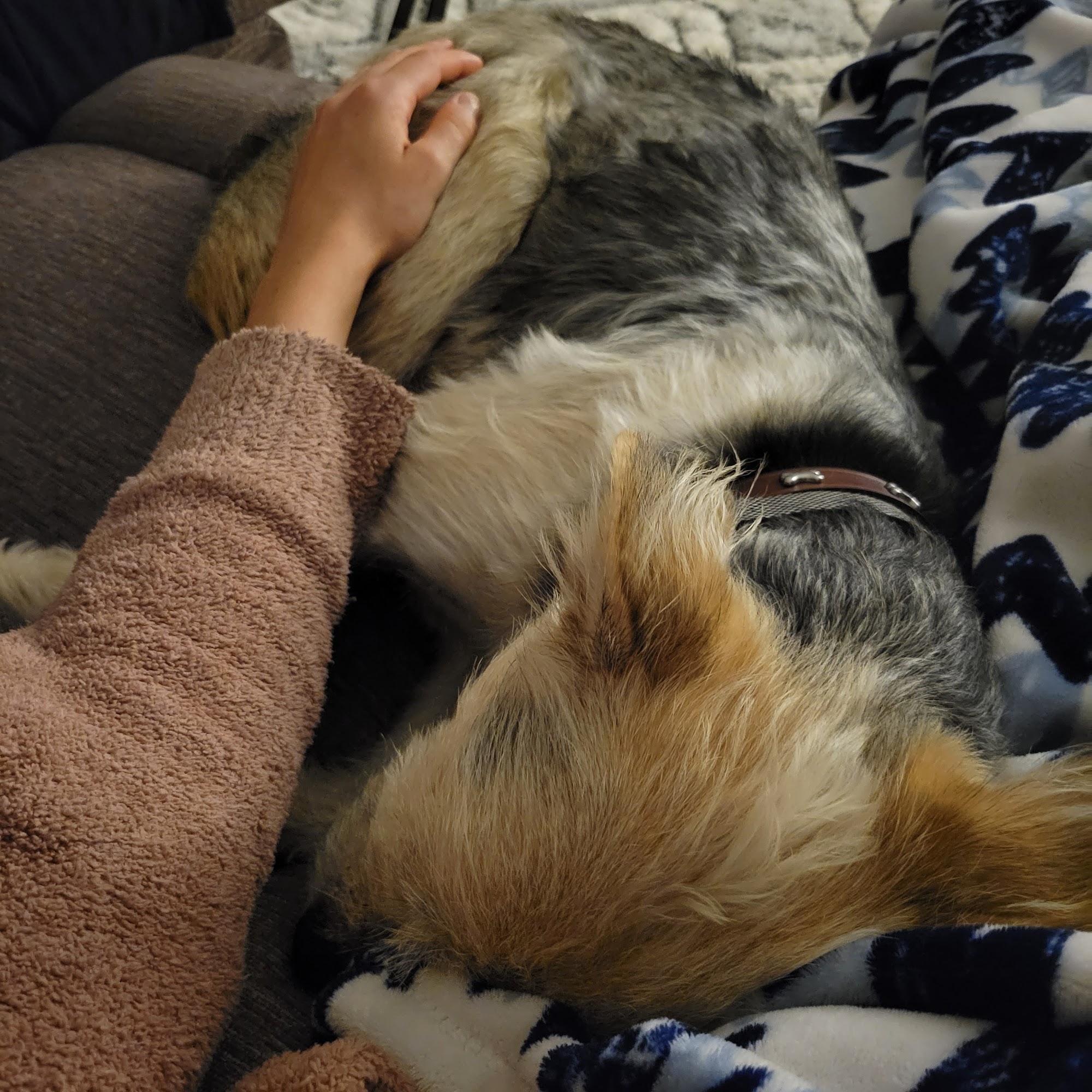 Heartland Humane Society Ottumwa