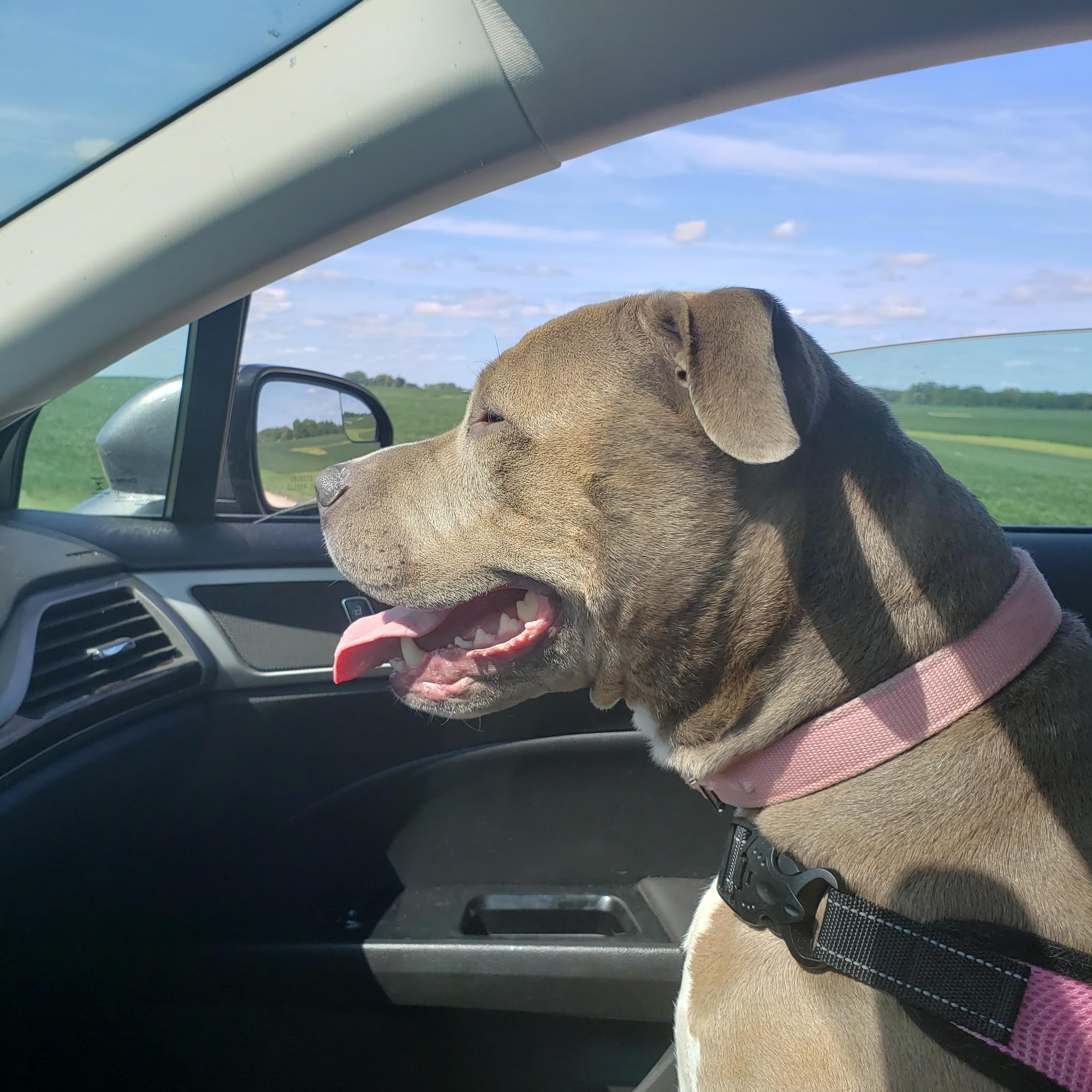 Veterinary Medical Associates PC Perry