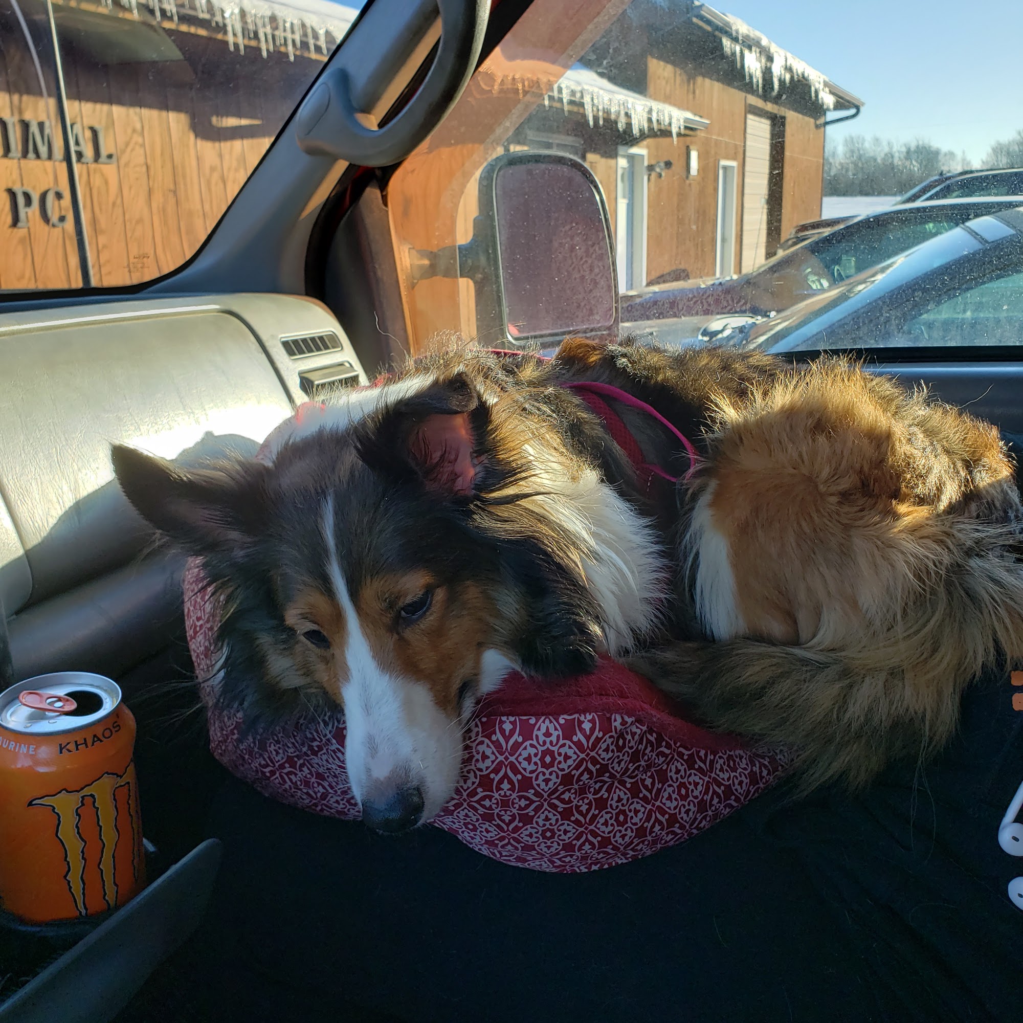 Perry Animal Clinic Pc Perry