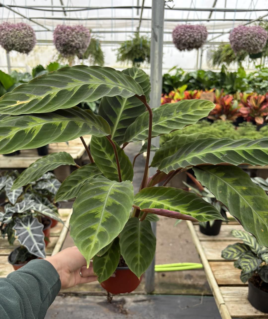 Central Iowa Floral Inc