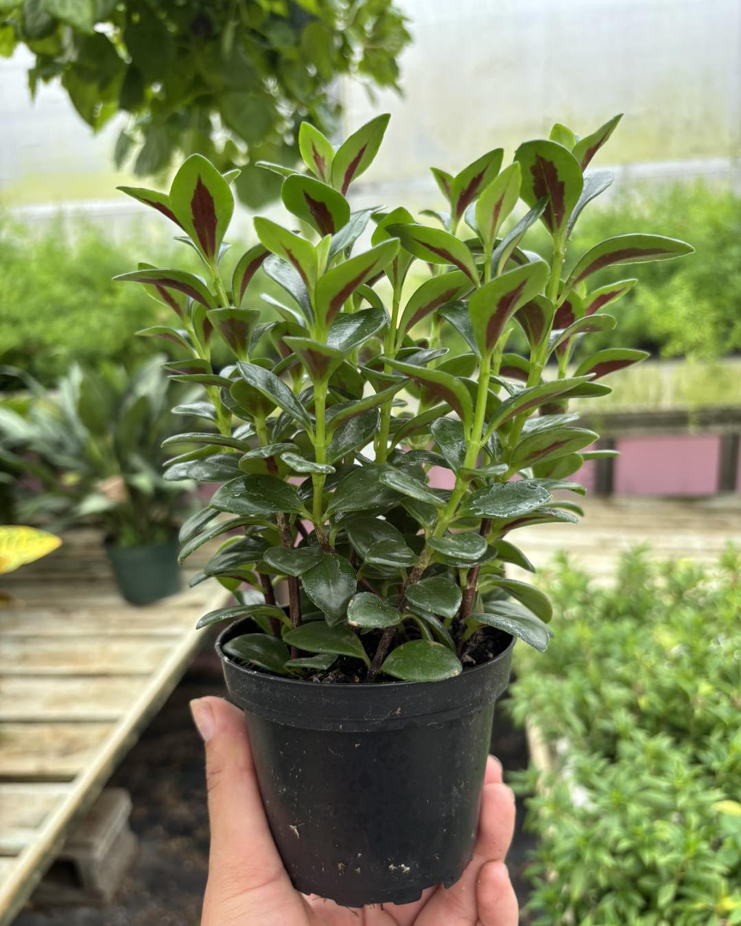 Central Iowa Floral Inc