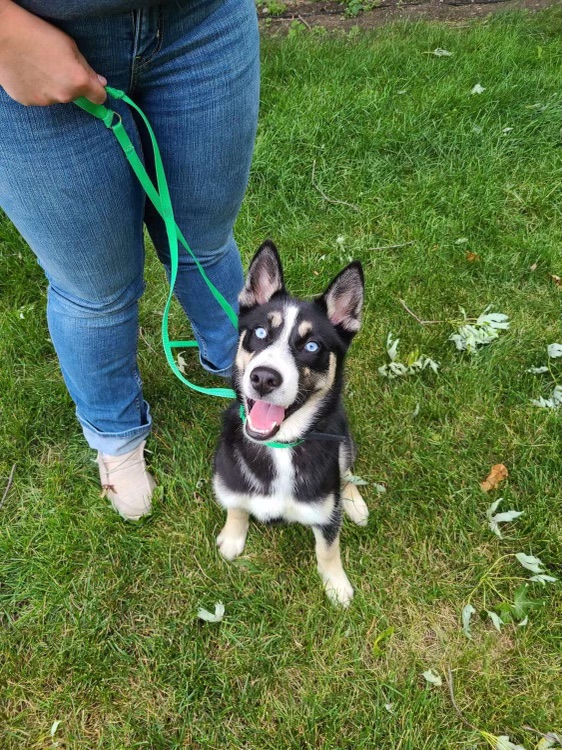 Sheldon Veterinary Medical Center Sheldon