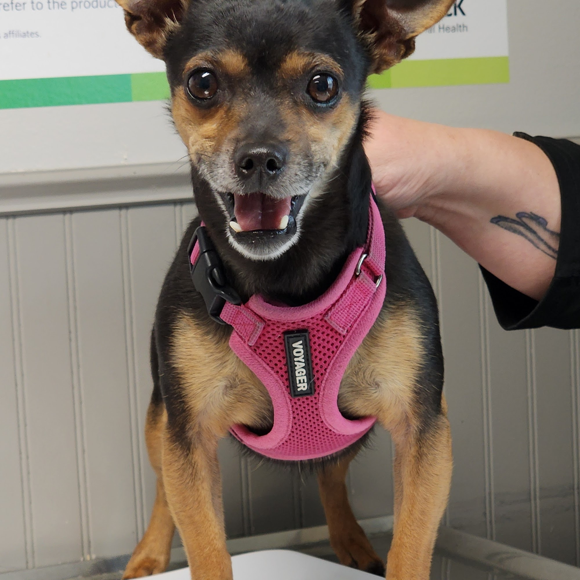 Shenandoah Animal Hospital, Inc. Shenandoah