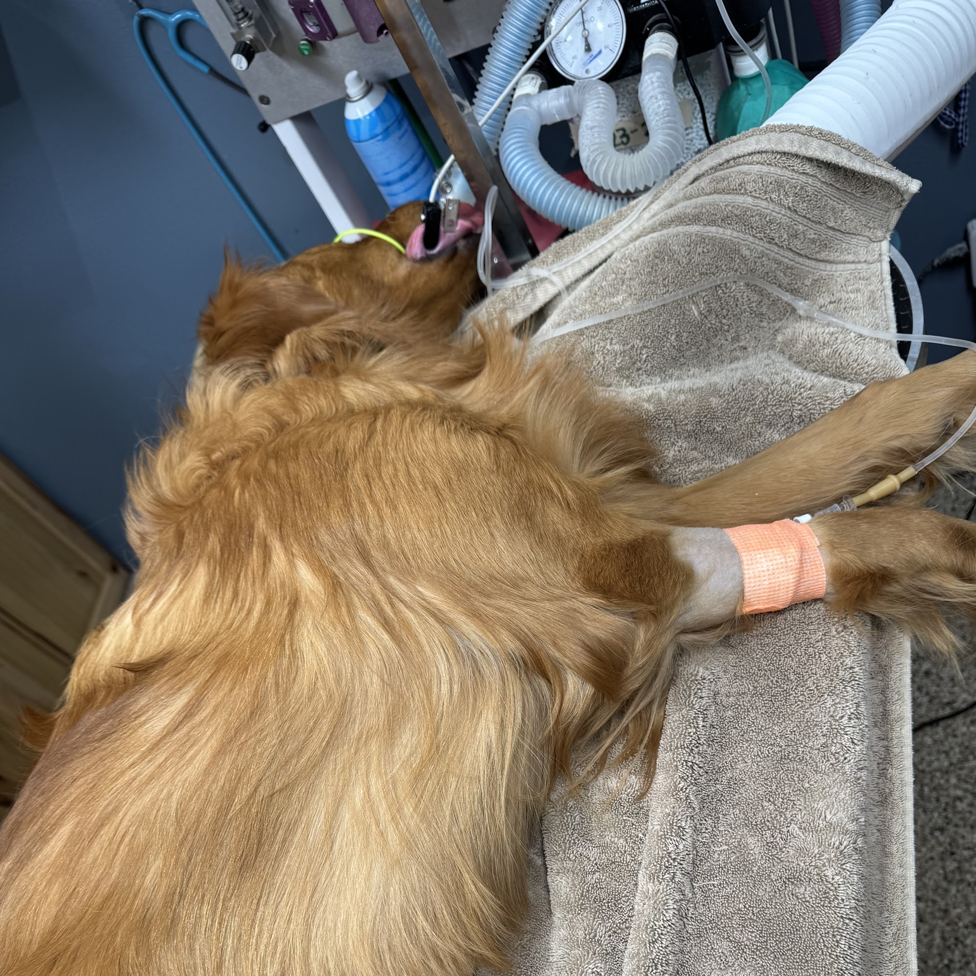 Sioux Center Veterinary Clinic Sioux Center