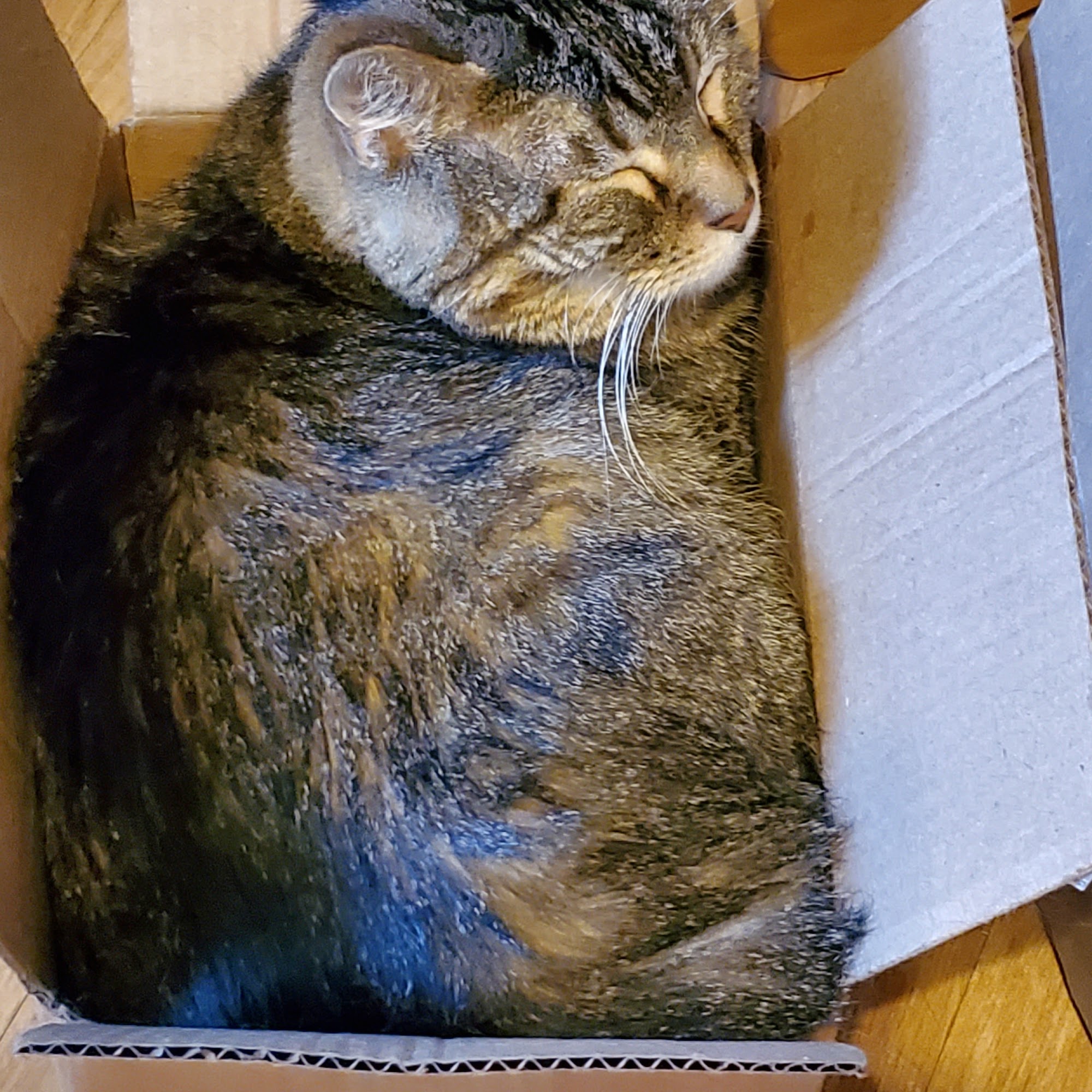 Lakeport Veterinary Hospital Sioux City