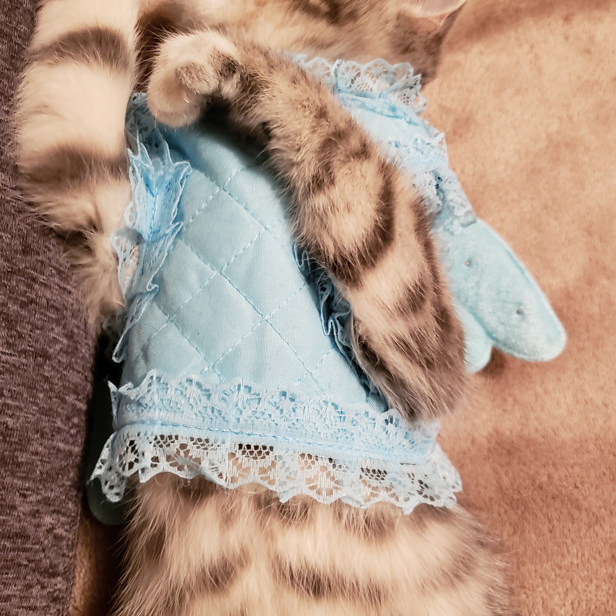 Siouxland Animal Hospital: Merritt S C DVM Sioux City