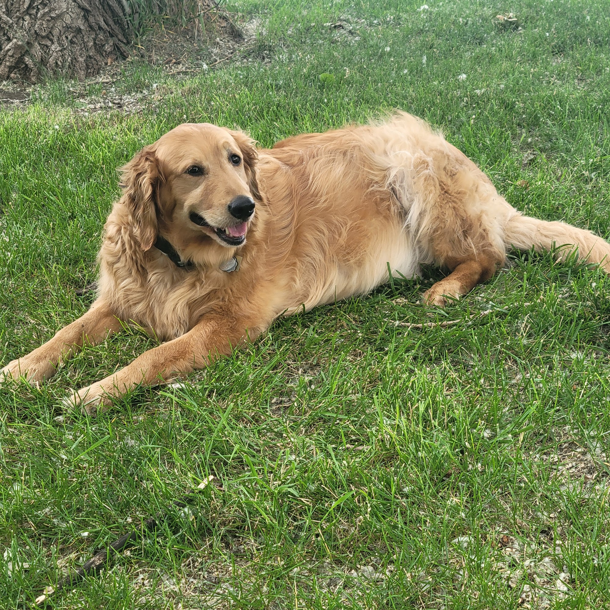 Carlson Veterinary Hospital Sioux City