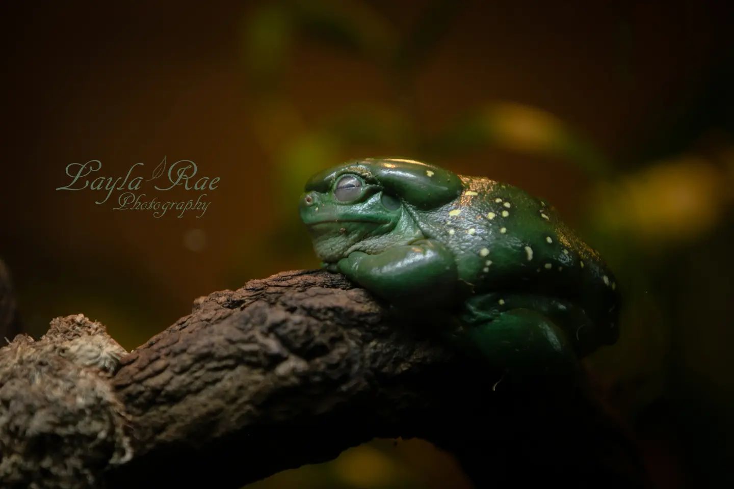 Layla Rae Photography