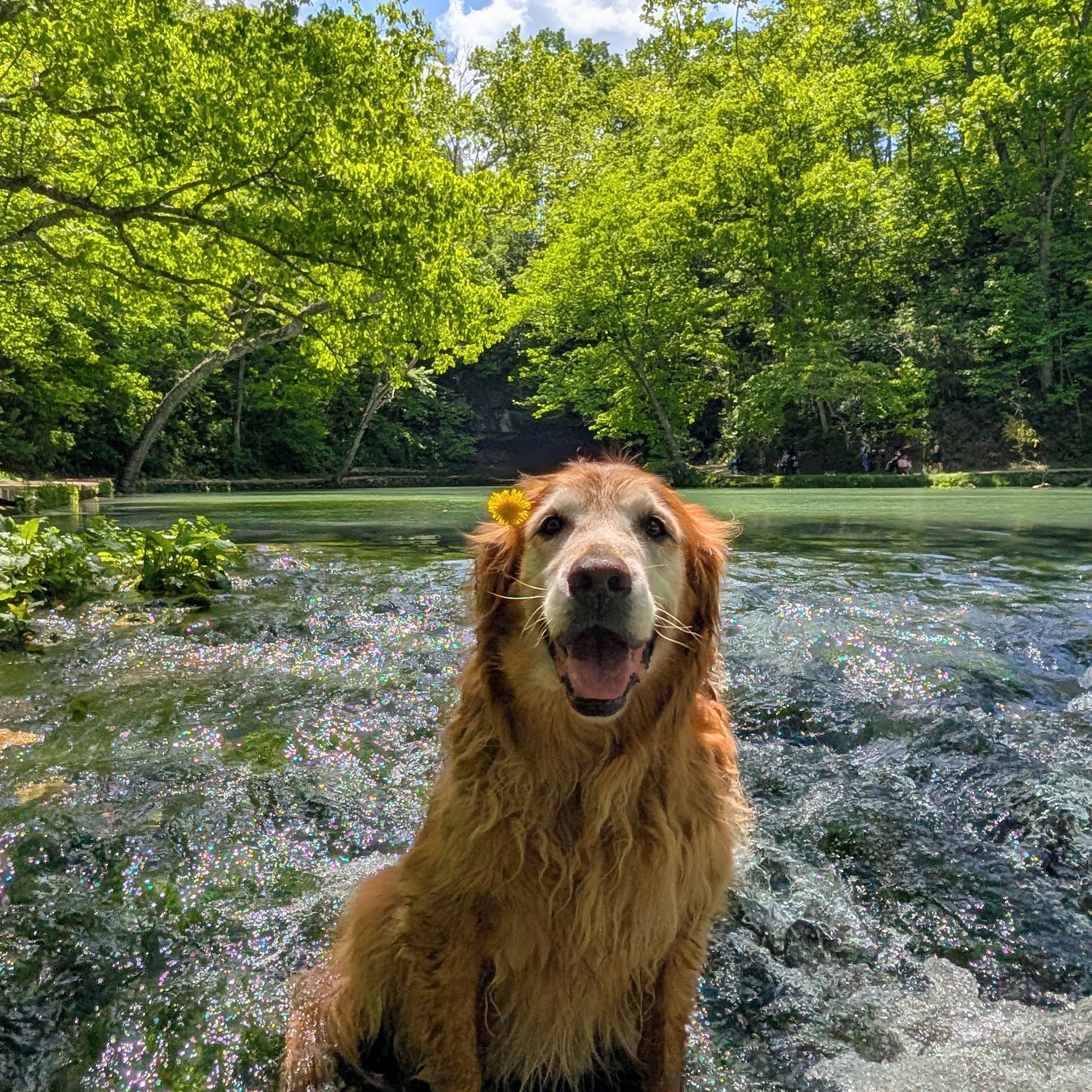 Bay Kennels