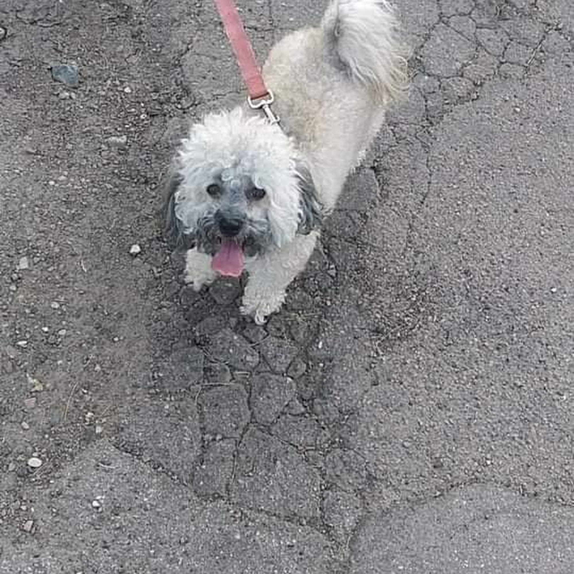 Canine Chateau Sioux City