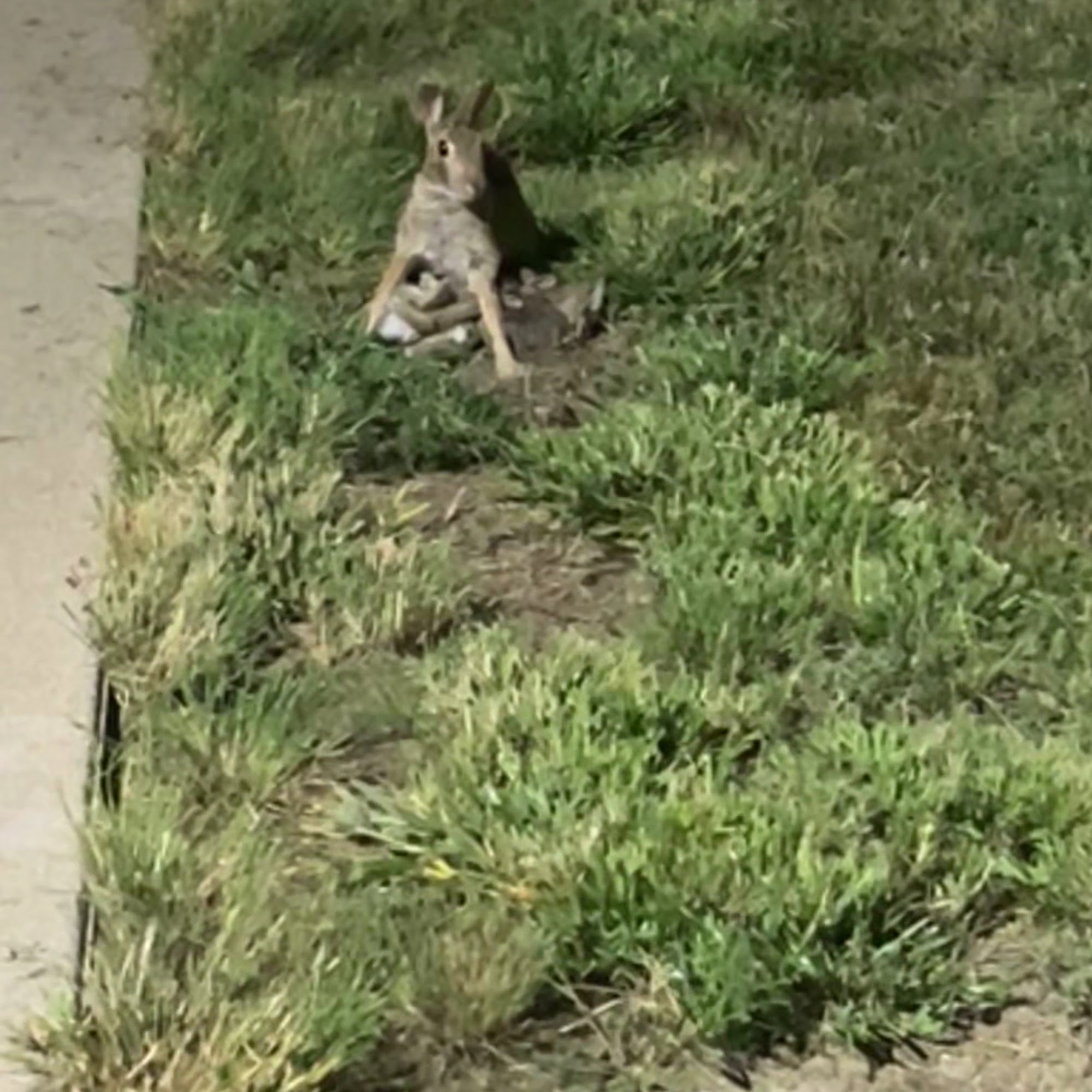 Pech Optical Corporation