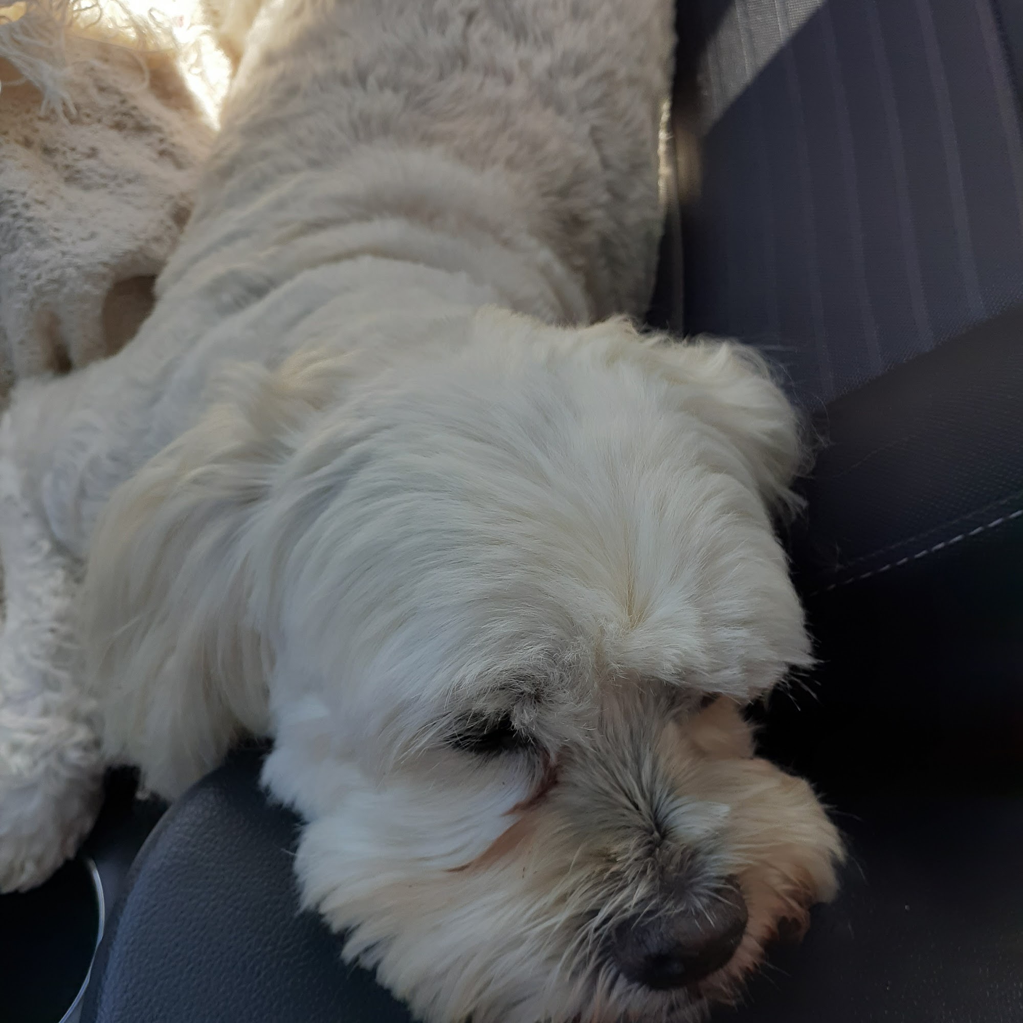 Doc Grooming Sioux City