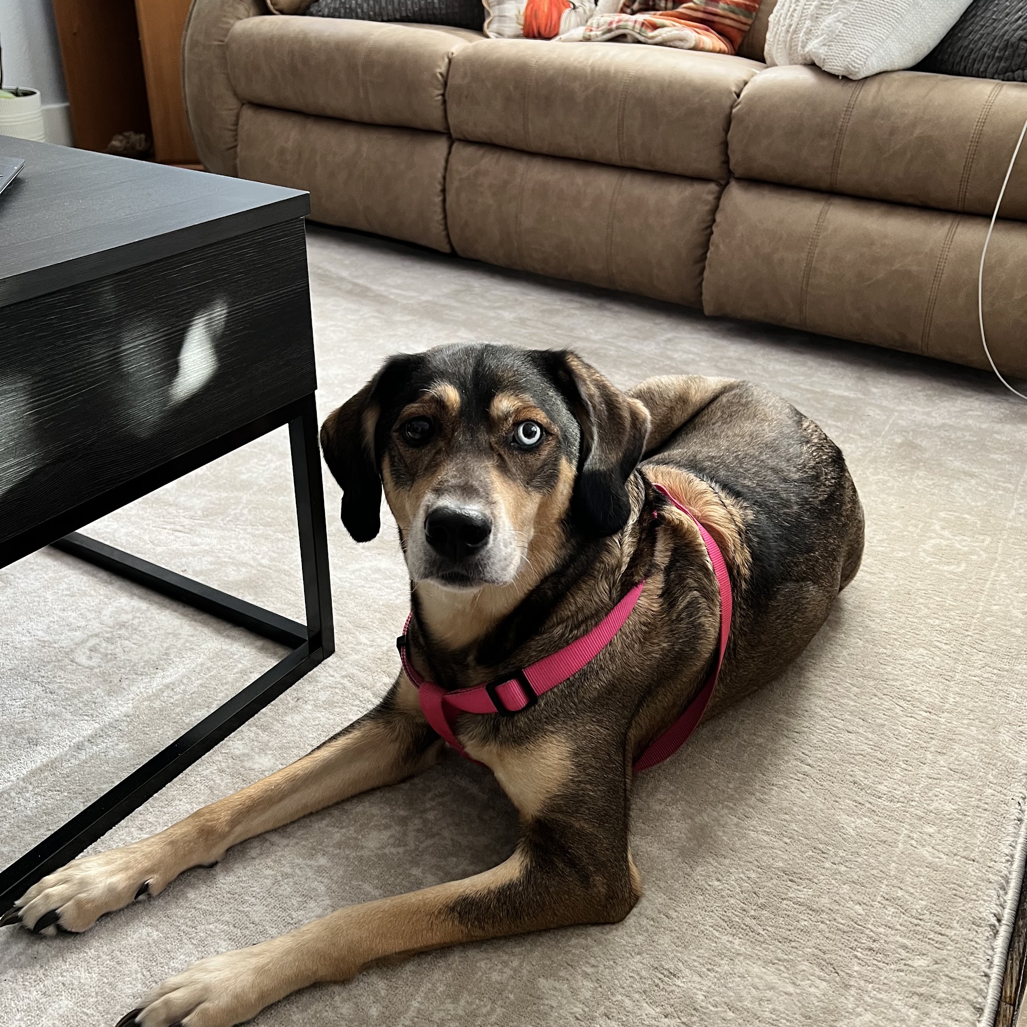 Animal Medical Centers PC Spencer