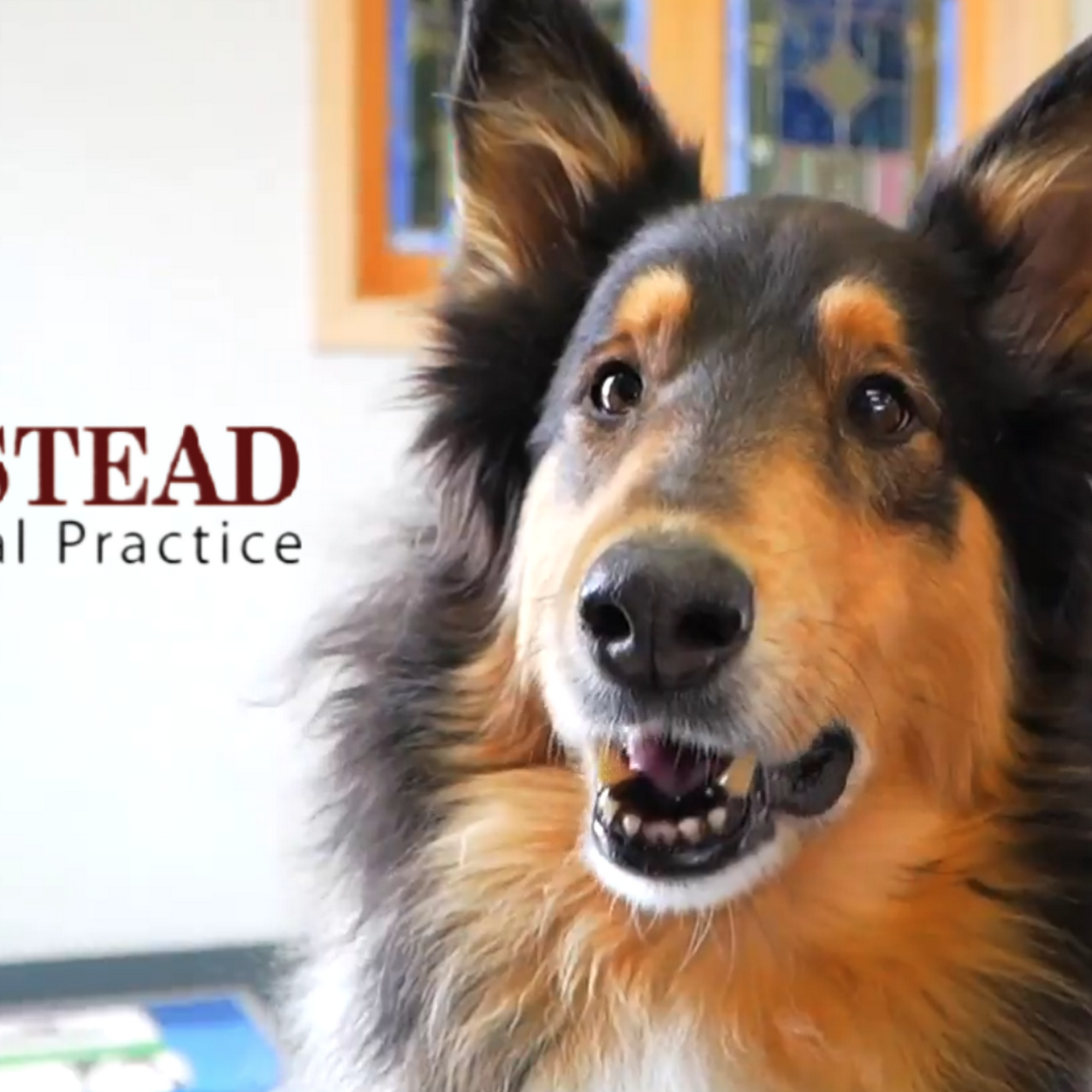 Homestead Small Animal Spencer