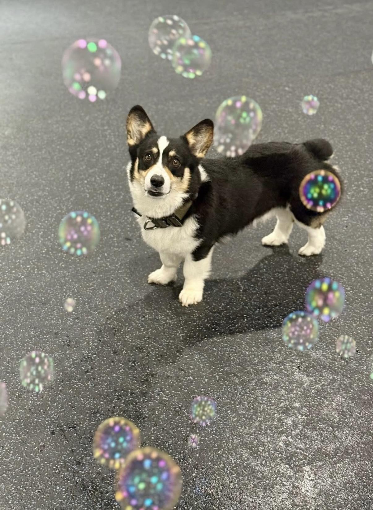 Heartland Pet Resort Spencer