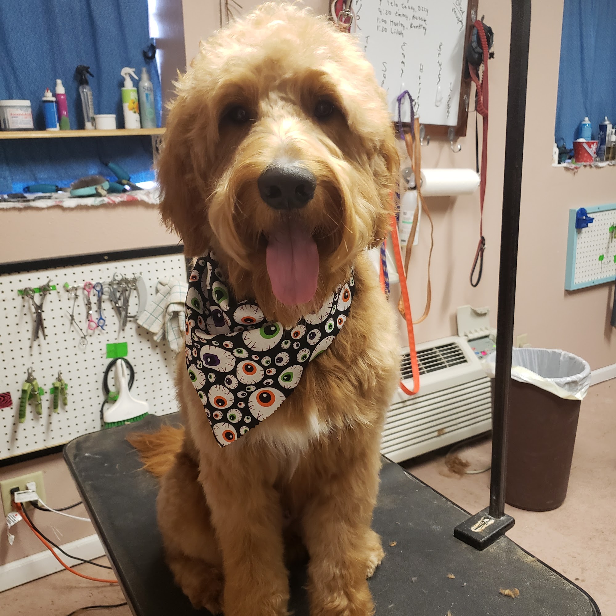 Dapper Dogs, LLC