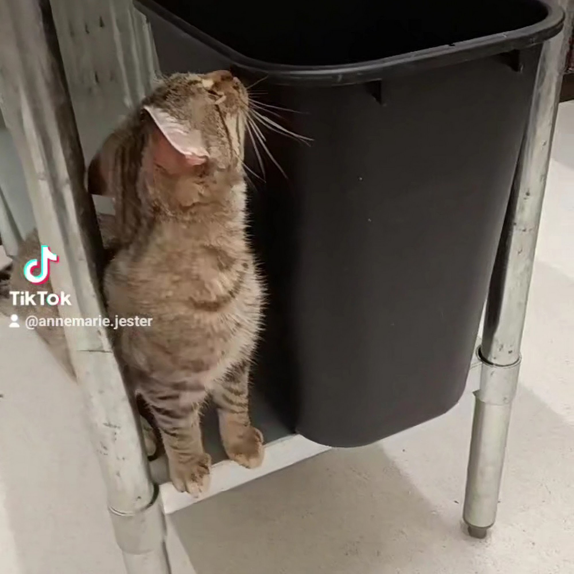 Tipton Veterinary Services Tipton