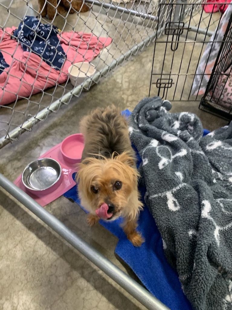 Stonemill Pet Resort Tipton