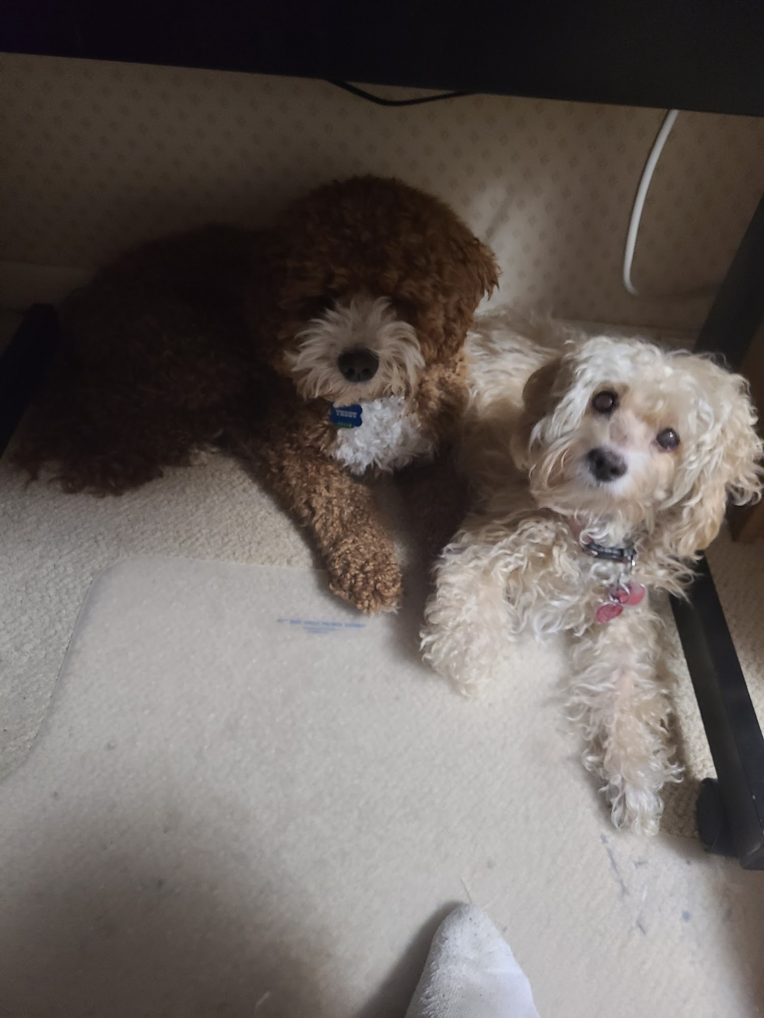 Northwest Veterinary Hospital Urbandale