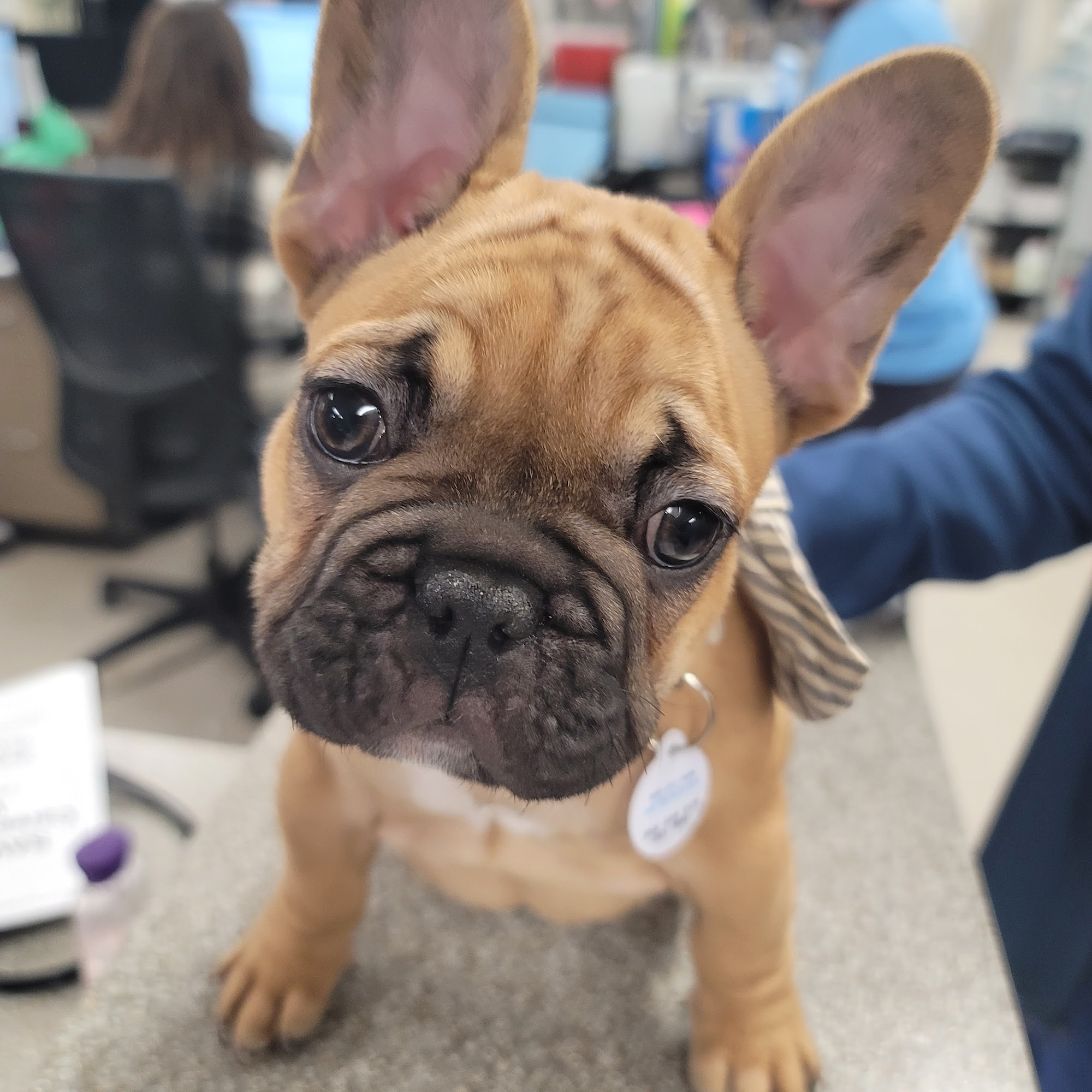 Northwest Veterinary Hospital Urbandale