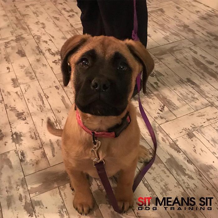 Sit Means Sit Dog Training Des Moines Urbandale