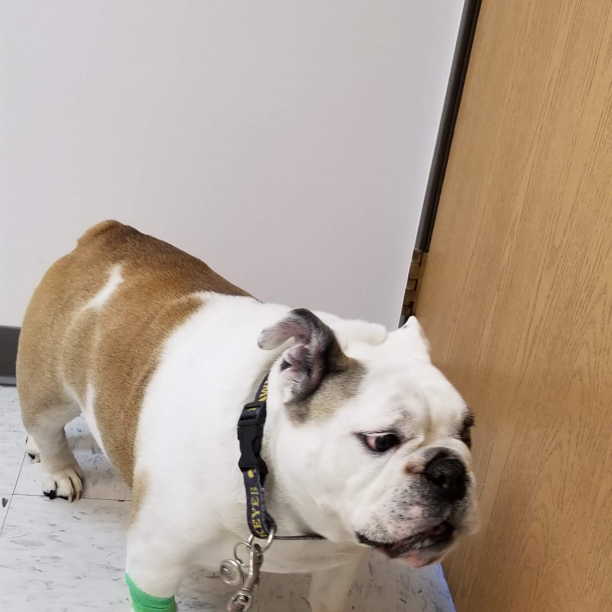 Broderick Animal Clinic Waukee