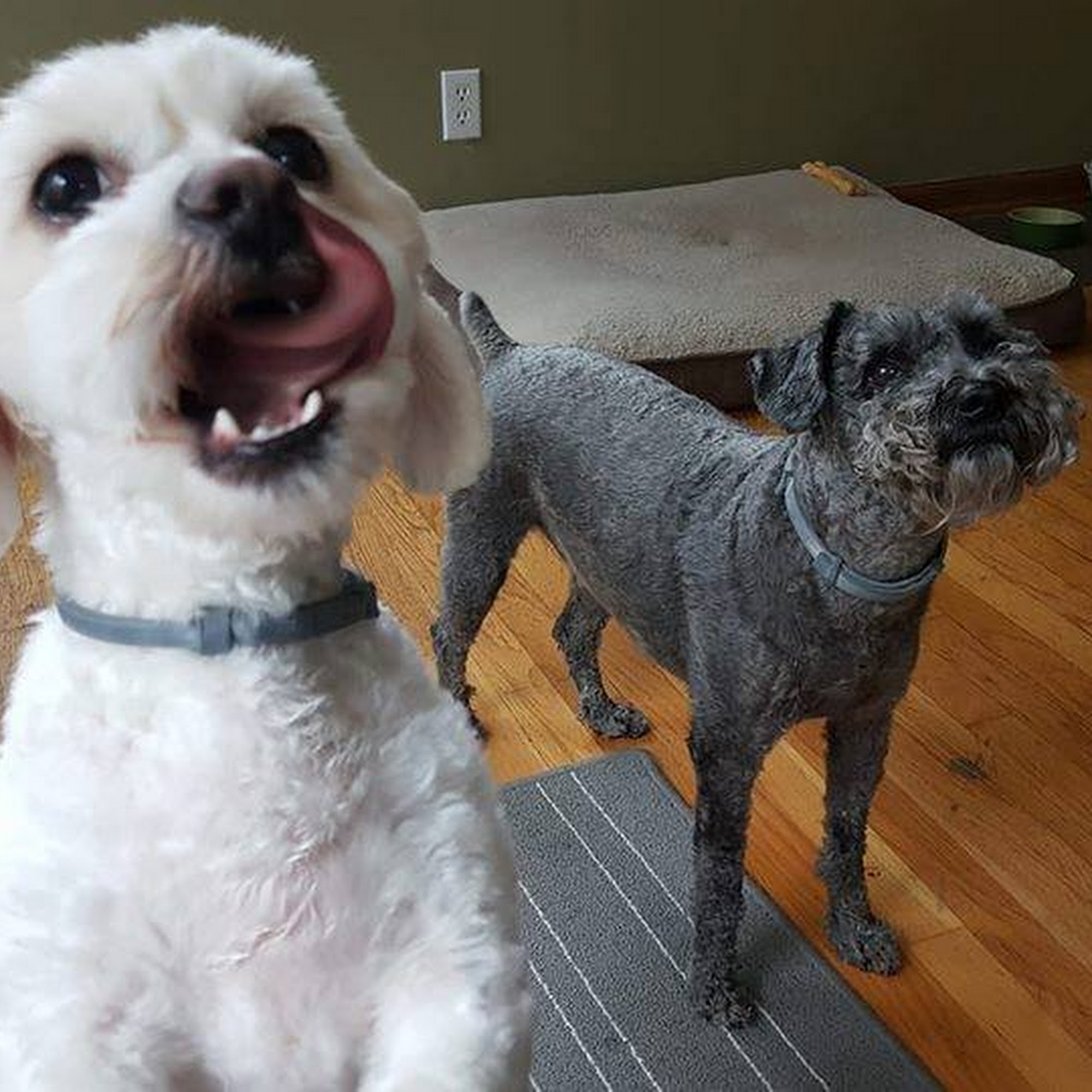 Fetch! Pet Care of Metro Des Moines Waukee