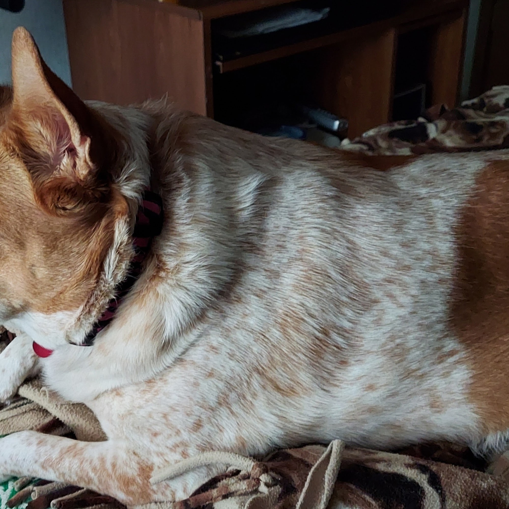 Brodahl Veterinary Services Waukon