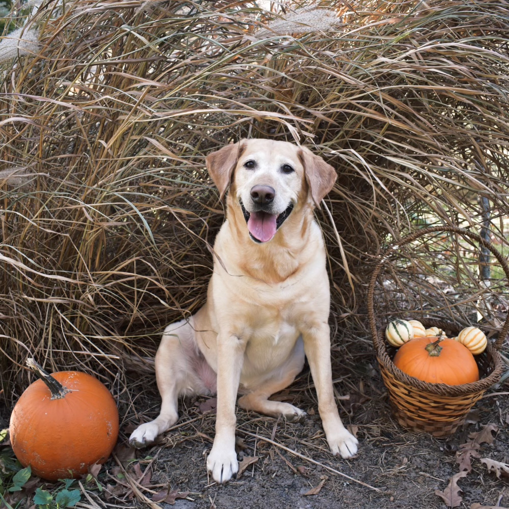 Paws Up Pet Supplies Waukon