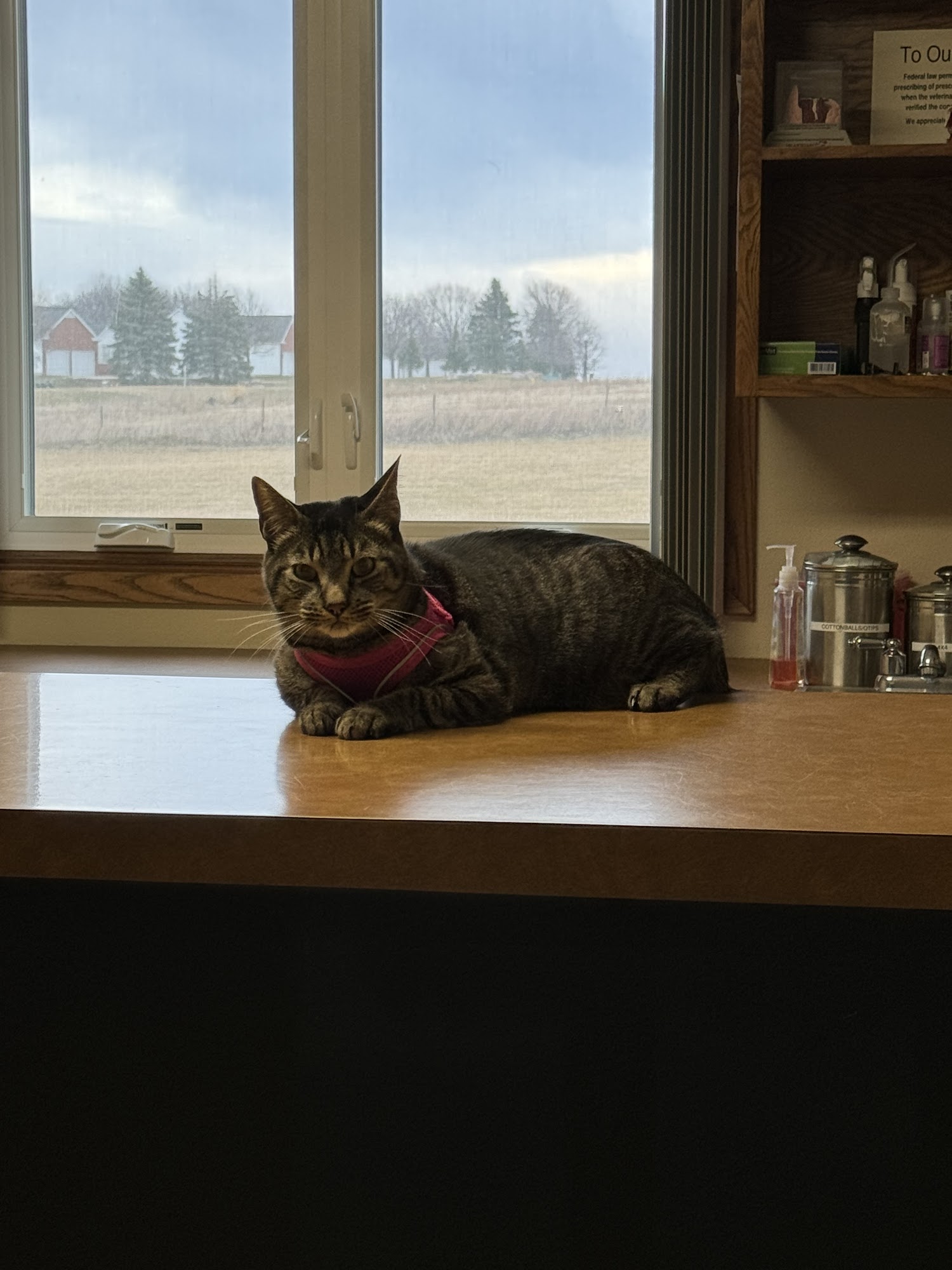 Avenue of the Saints Animal Hospital Waverly