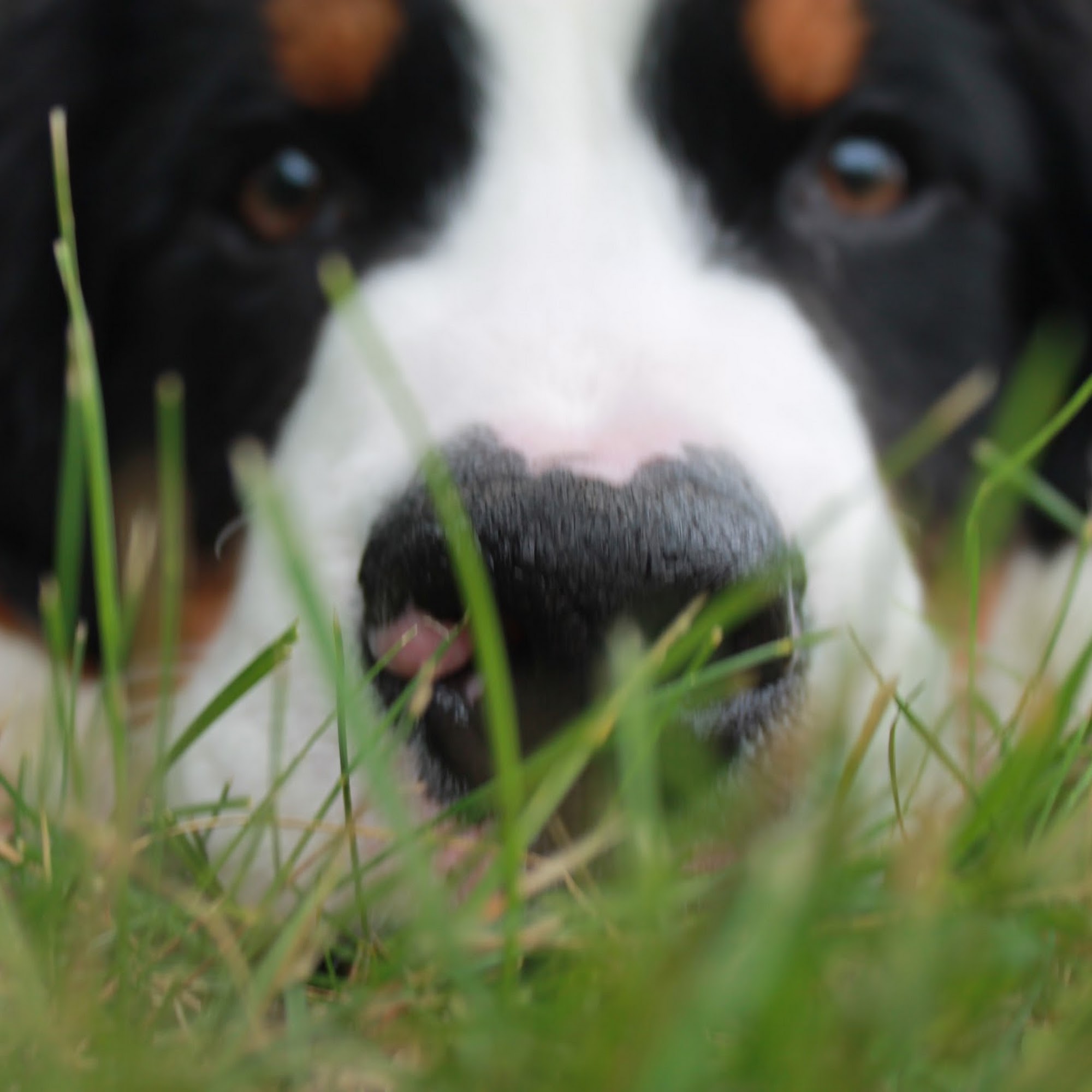 Avenue of the Saints Animal Hospital Waverly