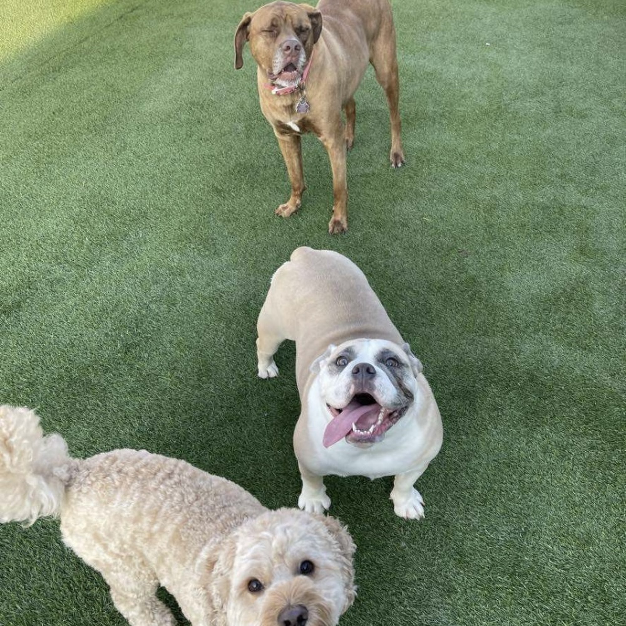 Two Sisters Kennels West Branch