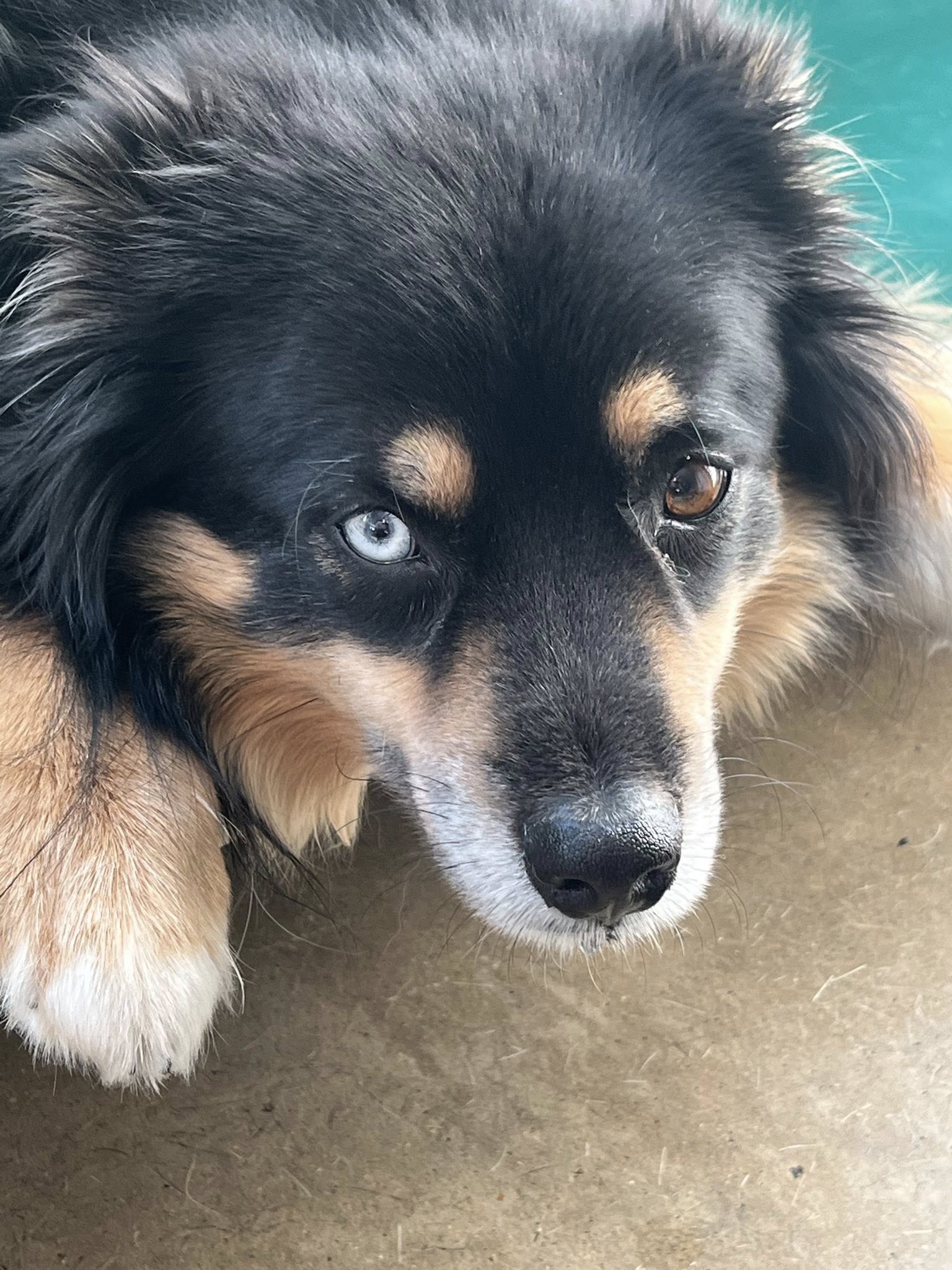 Bark & Play Daycare & Suites, L.L.C. West Burlington