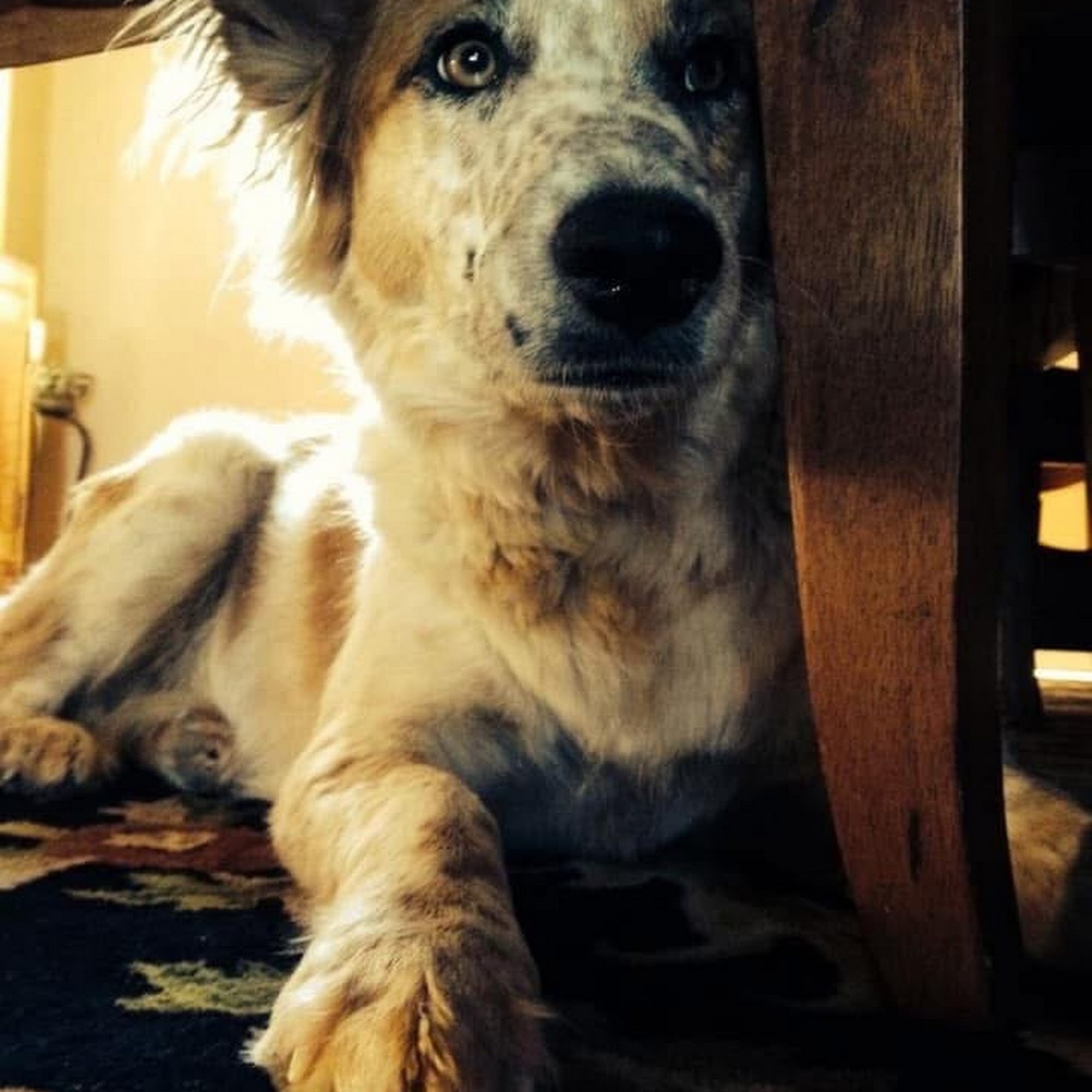 Ashworth Road Animal Hospital West Des Moines