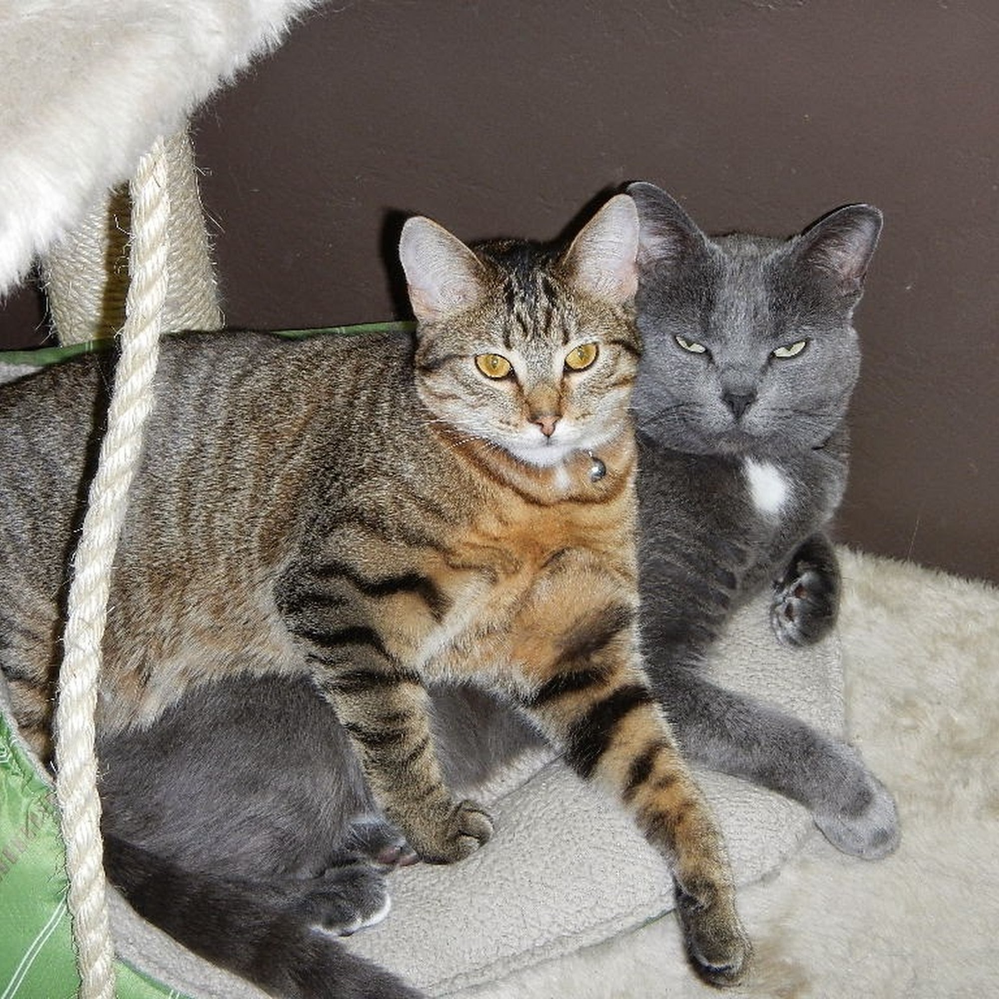 Grand Avenue Veterinary Hospital West Des Moines