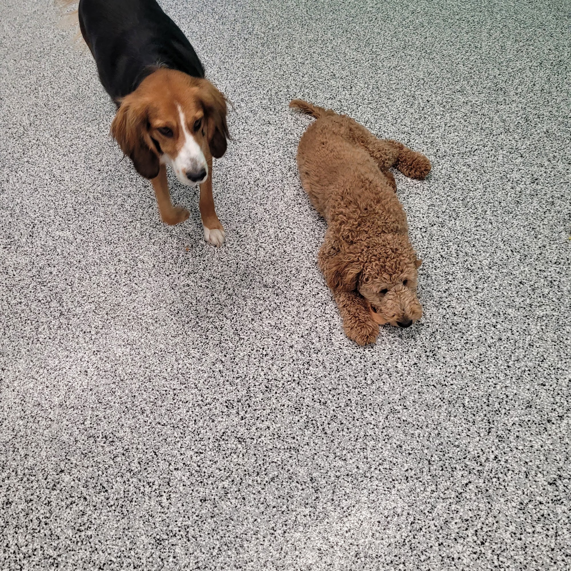 Second Home Pet Services West Des Moines