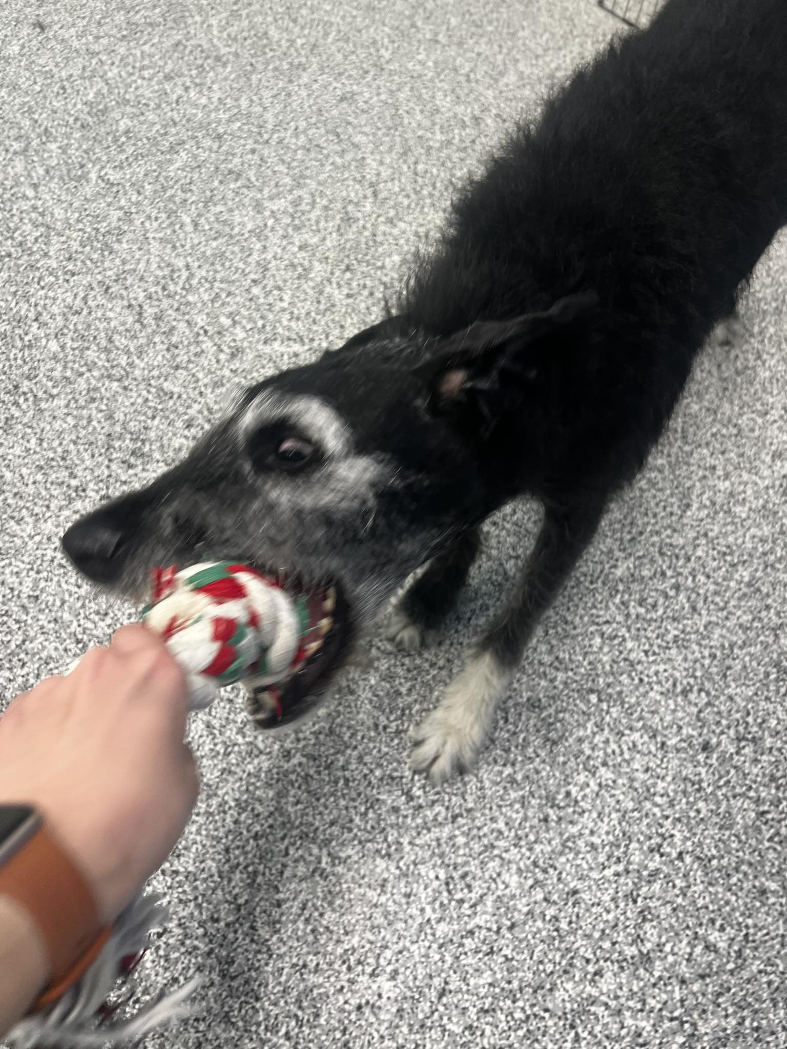 Second Home Pet Services West Des Moines