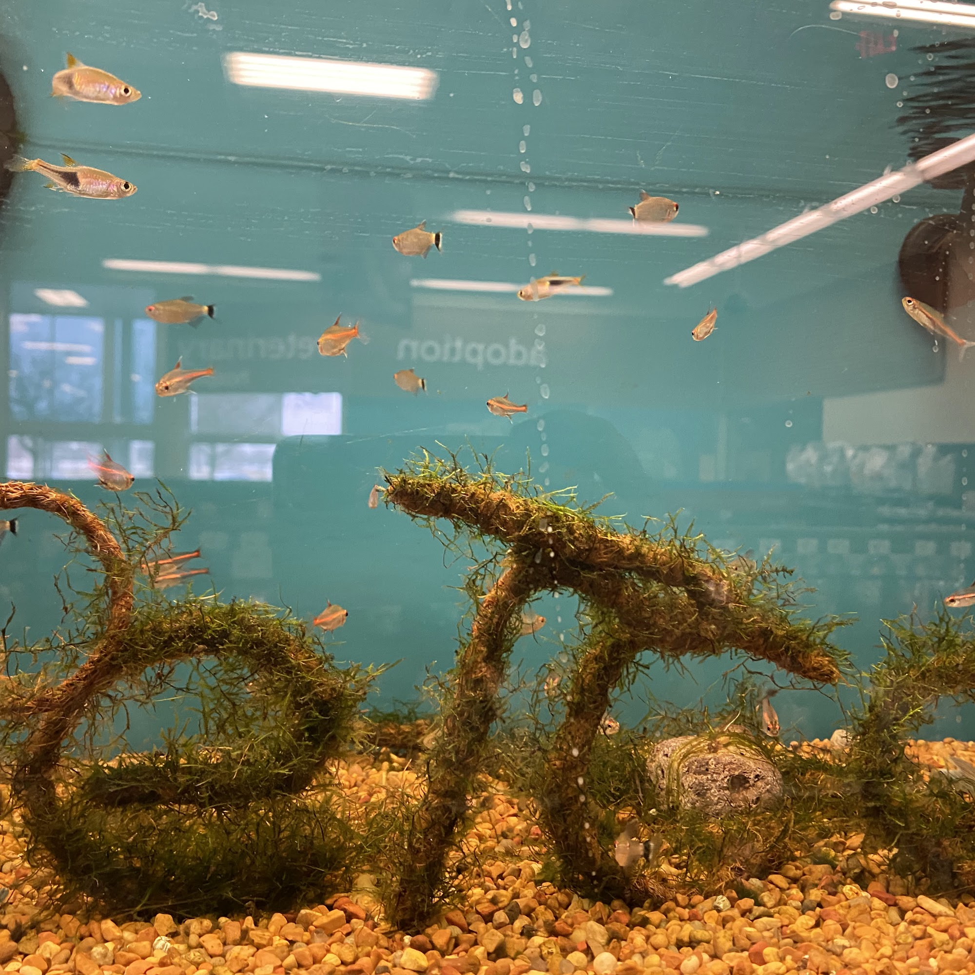 Petco West Des Moines