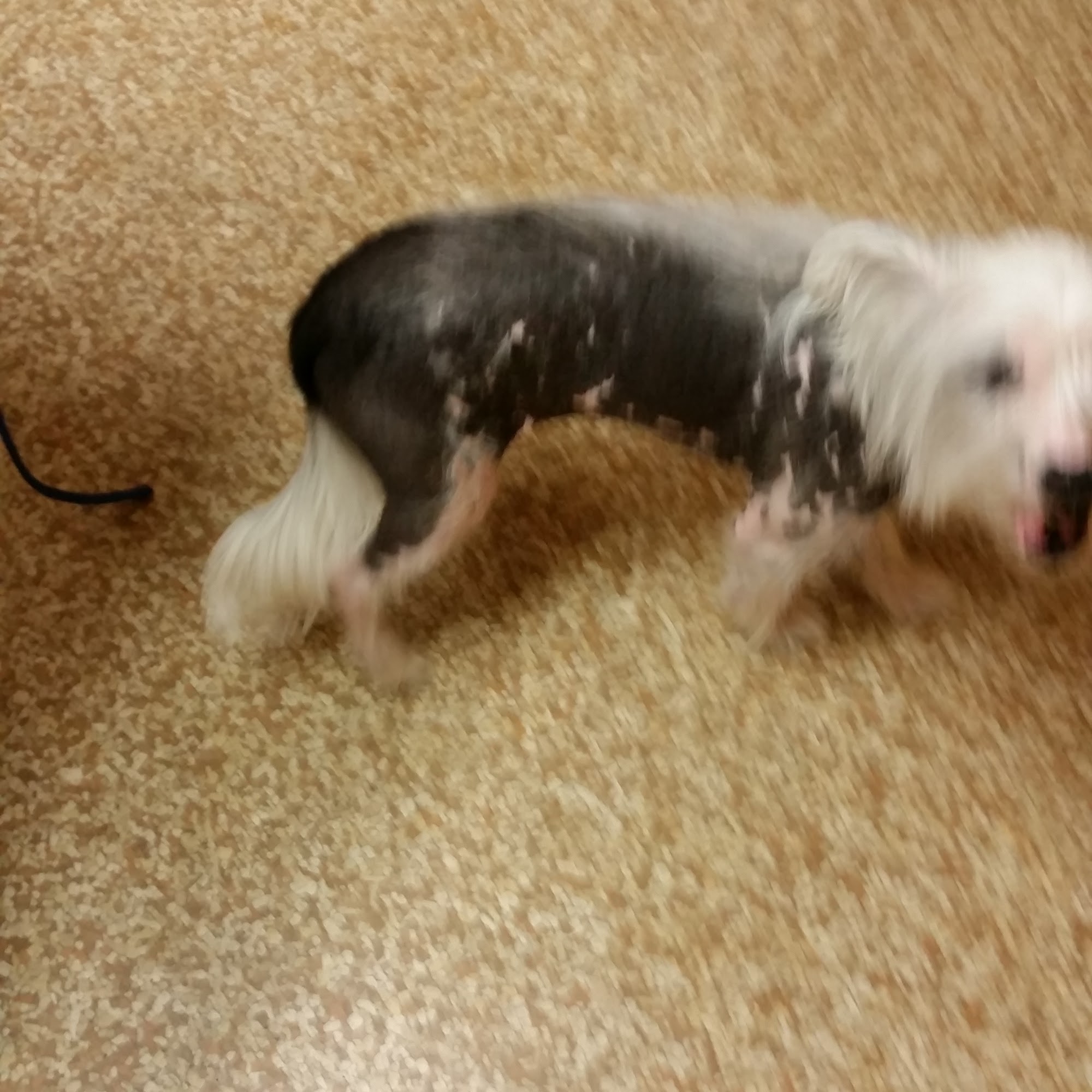 Walljasper Veterinary Clinic West Point