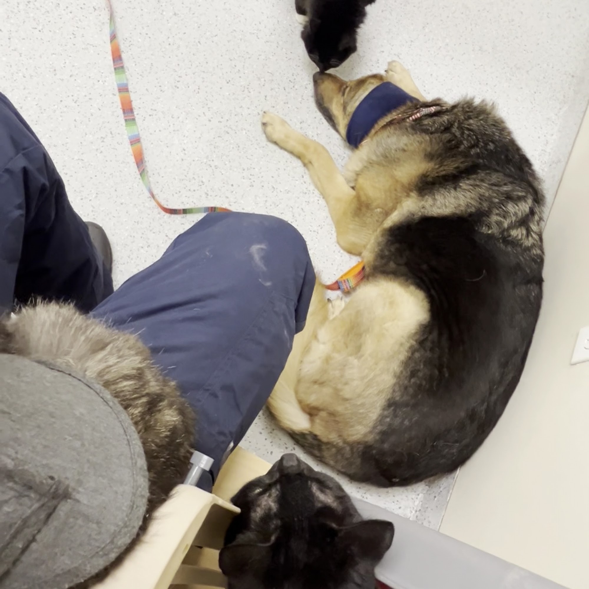 Veterinary Medical Center Williamsburg