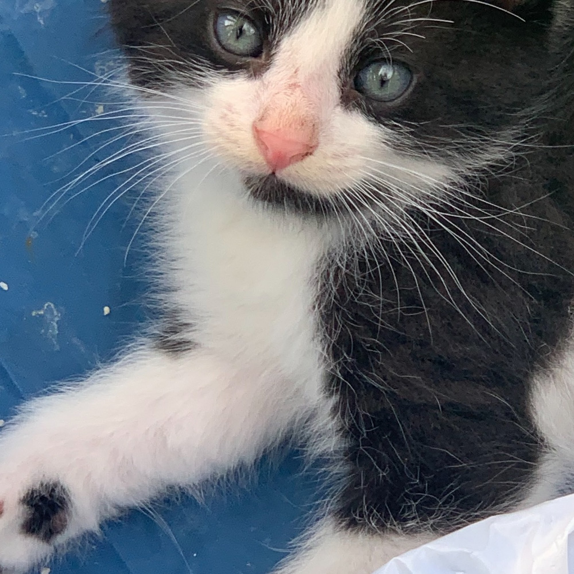 Summit Veterinary Services Winterset