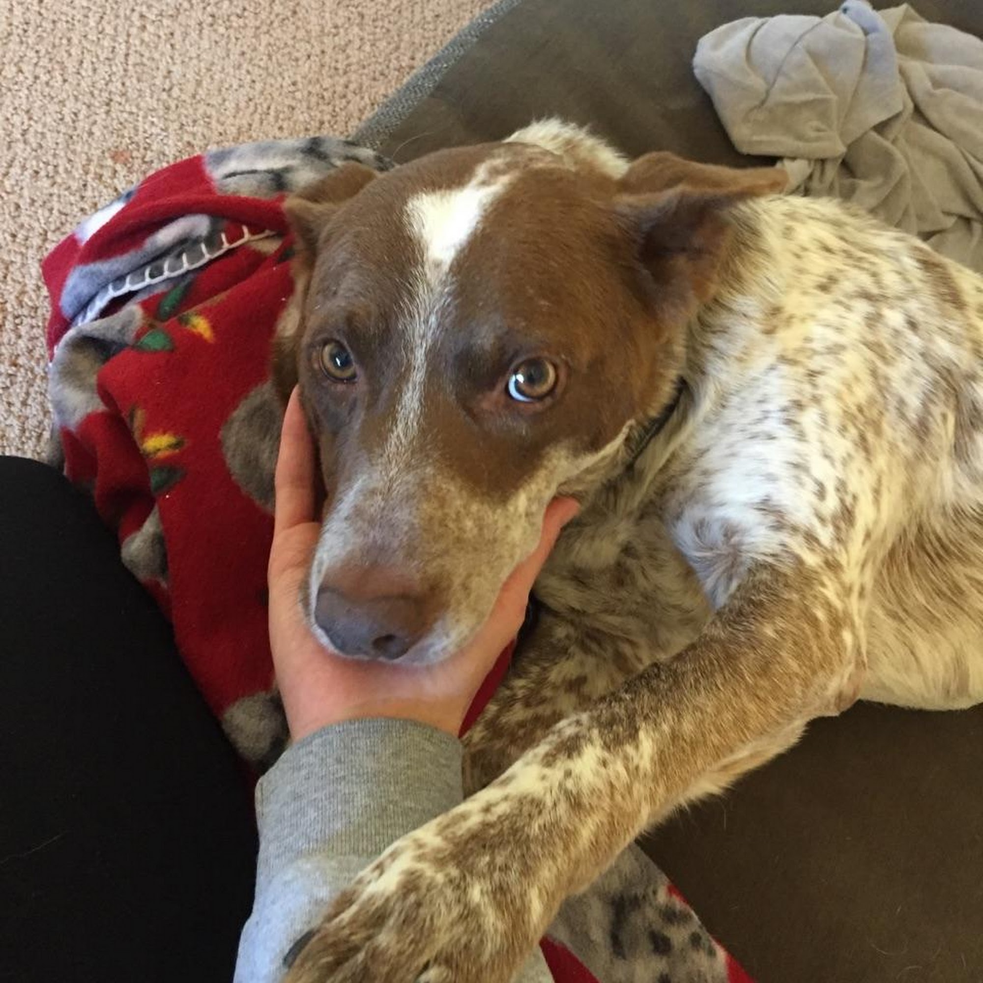 Cedar Creek Animal Clinic Winterset