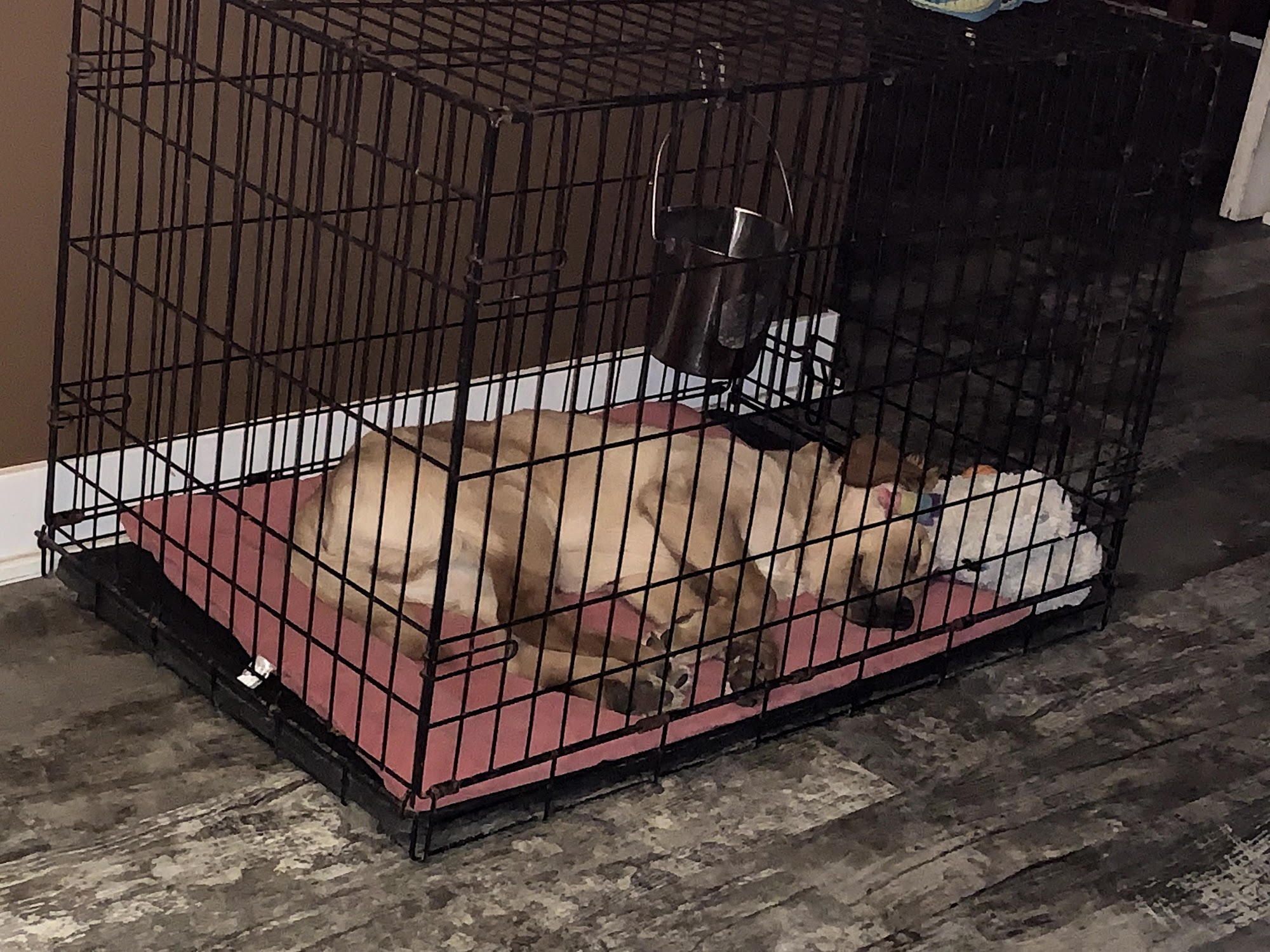 Kawa Farms K-9 Training Winterset