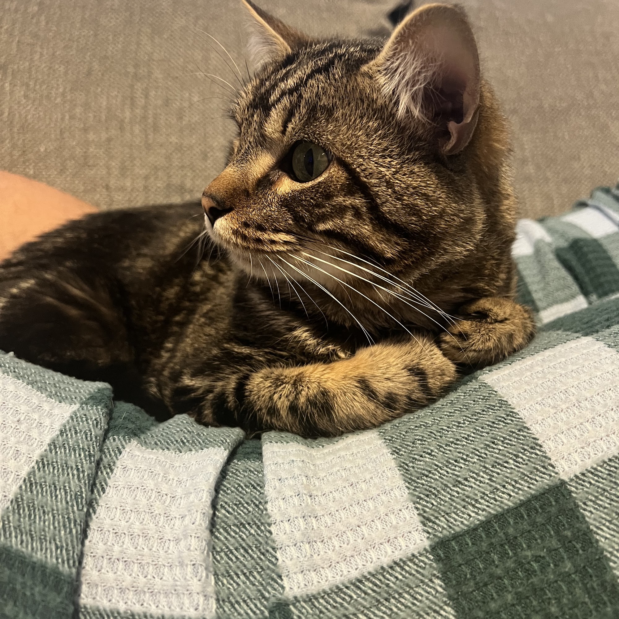 Rock Creek Veterinary Services American Falls